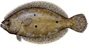 Tasty FLOUNDER are caught drifting around in the inlet area and commonly while casting for other species in the sound. Usually 1 to 5 pounds but possibly 10 or more. We also " gig" or spear them at night on the flats with lights.