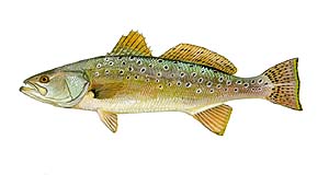 SPECKLED TROUT are caught casting around the grassy flats of the sound. Usually 1 to 3 pounds, sometimes up to 8. Very good to eat.