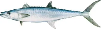 Though often found offshore, KING MACKERAL are sometimes caught closer to the beach. They are a very exciting fish to catch and are great on the smoker. They range from 10 to 50 pounds. Exiting livebait action in the fall.