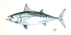 FALSE ALBACORE are a blast on light tackle and often lend themselves to being caught on fly tackle. 5 to 15 pounds, these guys are fun to catch. Great shark bait.