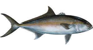 Usually 15 to 30 pounds, sometimes 50+, AMBERJACK are a serious fight. We catch lots of them around the wrecks on jigging tackle.