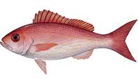VERMILLION SNAPPER or B-LINERS are found around wrecks and bottom structure. 1 to 3 pounds. Great eating.