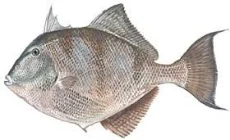 TRIGGERFISH....another fish found around the wrecks and bottom structure.Great to eat.2 to 5 pounds.