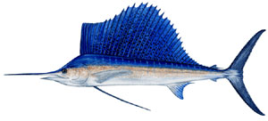 SAILFISH is an offshore species that often inhabits more nearshore waters.
