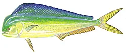 MAHI MAHI, or DOLPHIN are plentiful in the offshore waters off of Cape Hatteras and often come in to within a few miles of the beach in the hot summer months.Excellent tablefare!