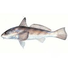 WHITING or SEA MULLET are a good eating bottom fish found around the beach and in the sound. 1/2 to 1 1/2 pounds.