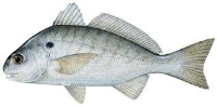 SPOT are commonly caught around the beach and sound. 1/2 pound avg. Good to eat and great bait as well.