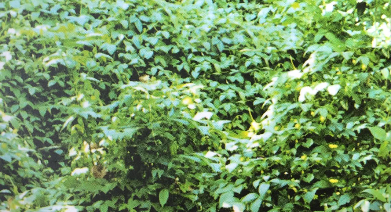 WhatsApp Image 2017-03-22 at 09.03.44.jpeg