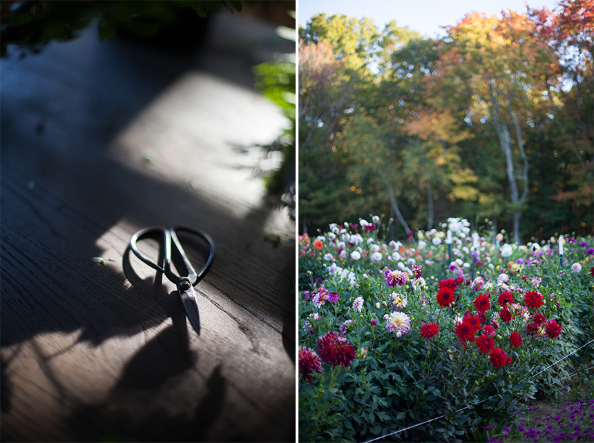 blooms_8475 copy.jpg