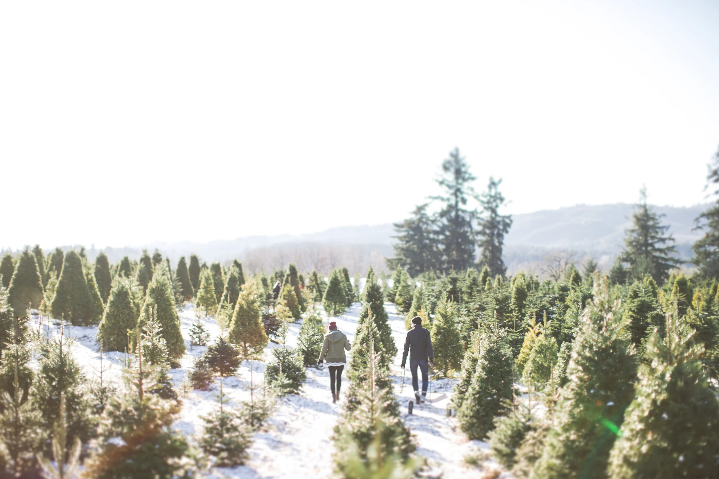 Anthem_Lamb-Christmas-Tree07.jpg