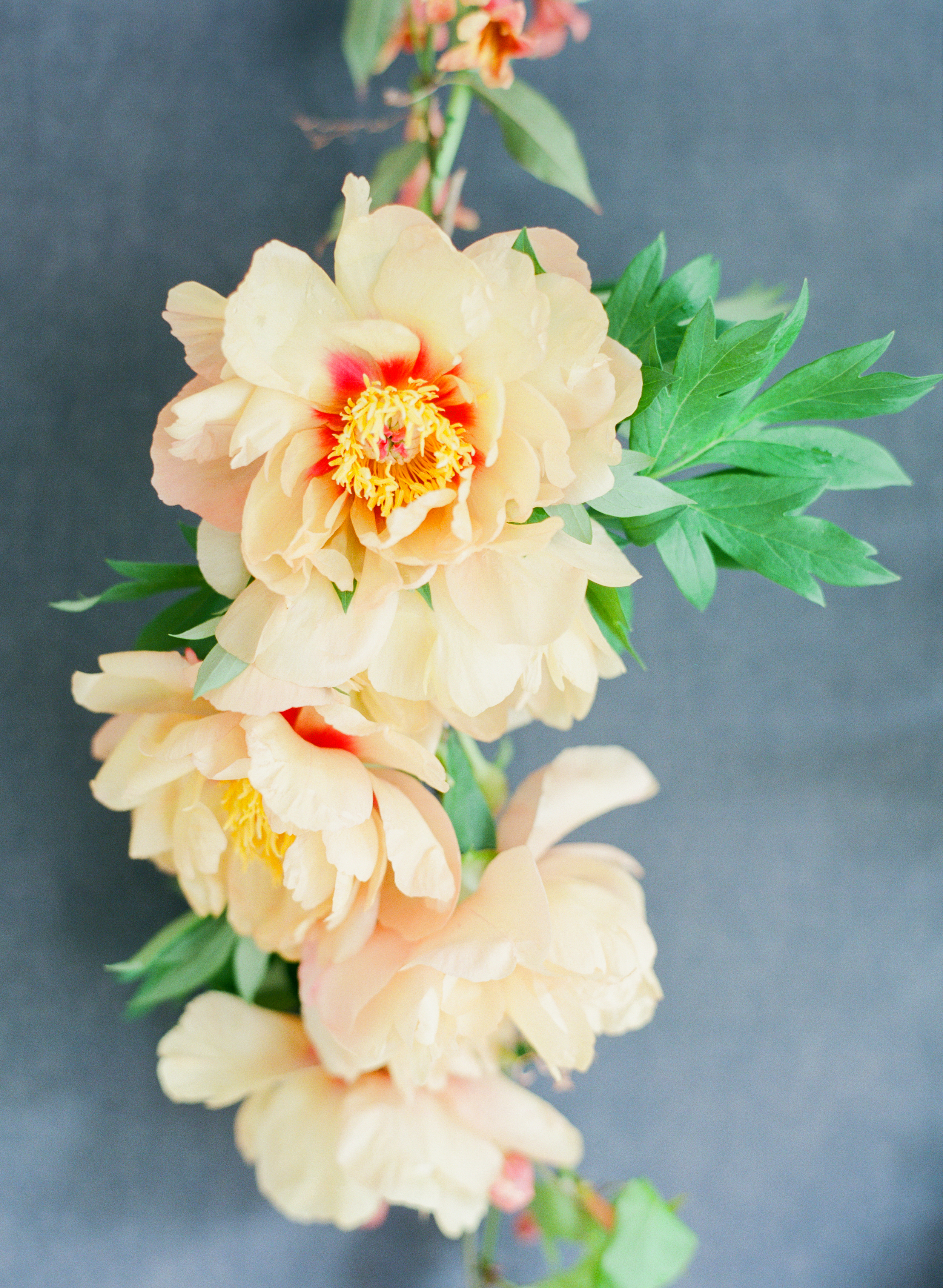 nature-composed-jodimillerphotography_24.JPG