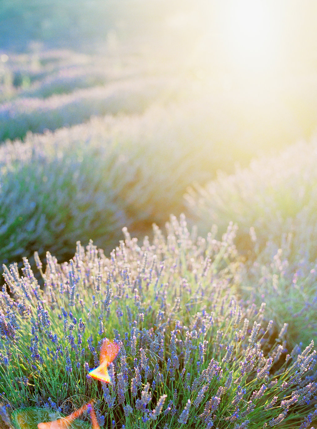 Anna_Provence2016-35OK.jpg