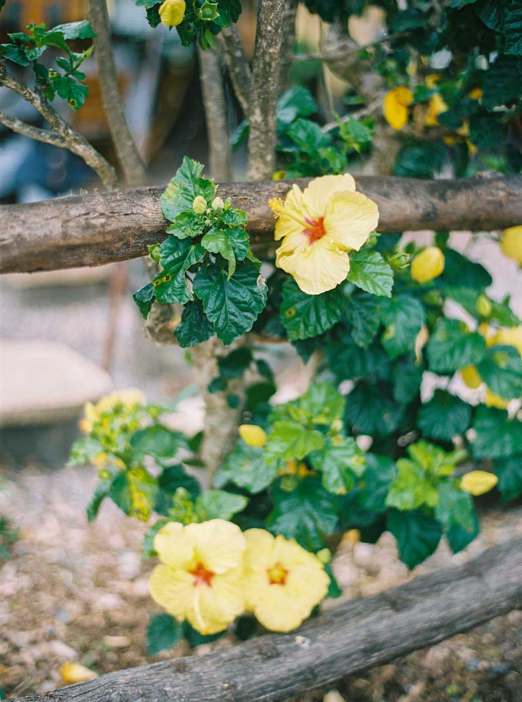 Hawaii Engagement Inspiration from Cottage Hill-2067.jpg