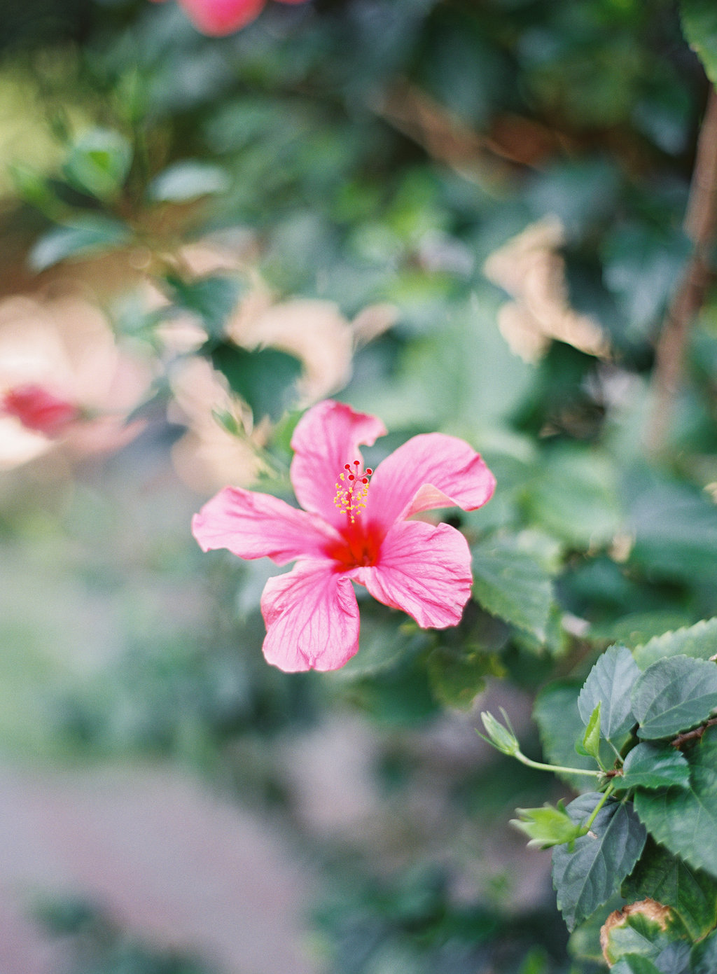 Your Guide to Taiwan now on Cottage Hill20.jpg