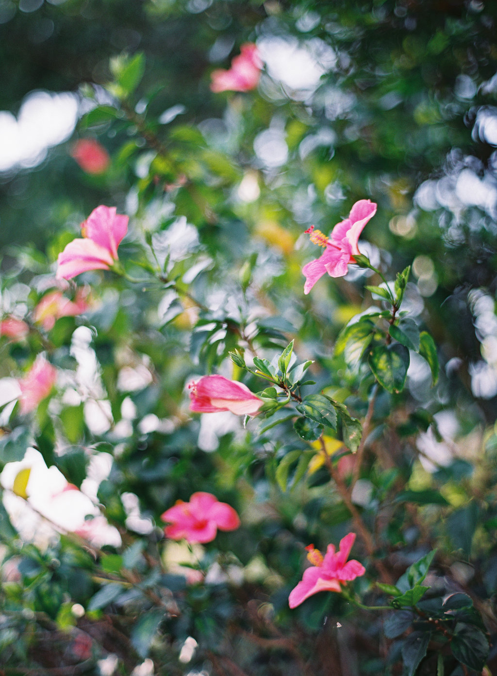 Your Guide to Taiwan now on Cottage Hill19.jpg