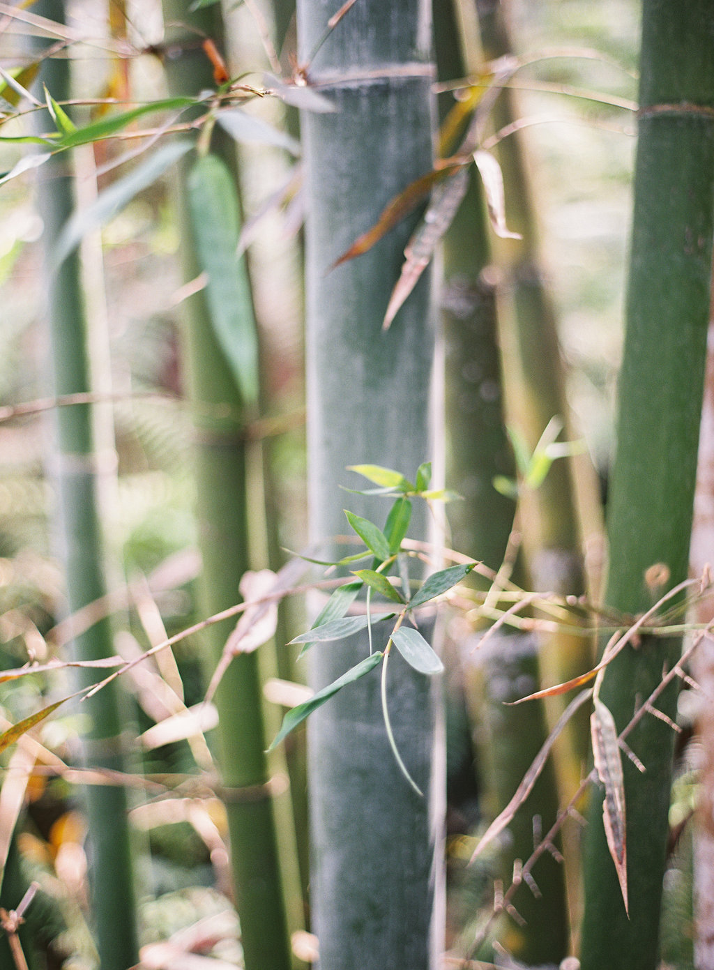 Your Guide to Taiwan now on Cottage Hill41.jpg