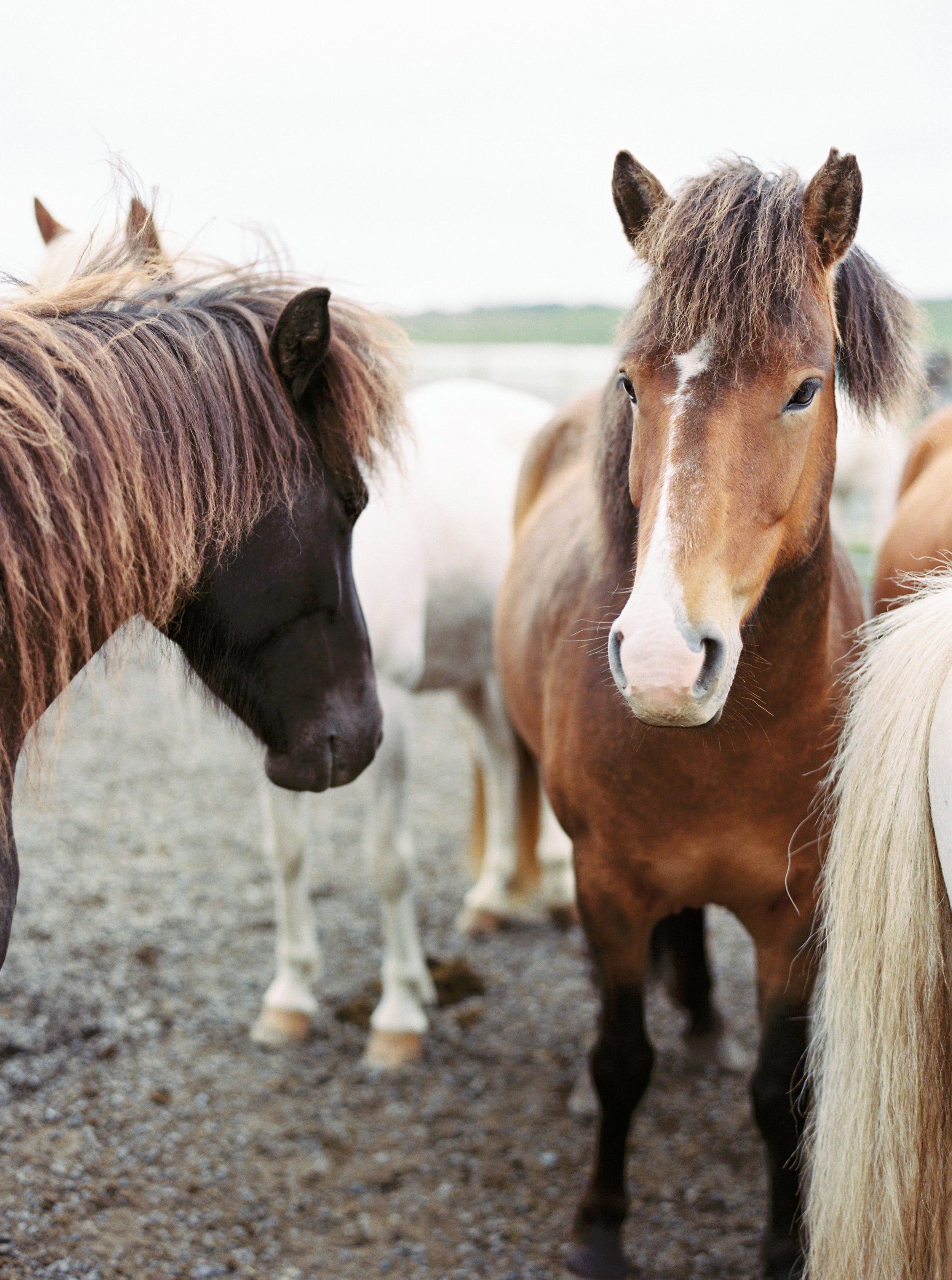 Horses in Iceland by Kristin Sweeting now on Cottage Hill17.jpg