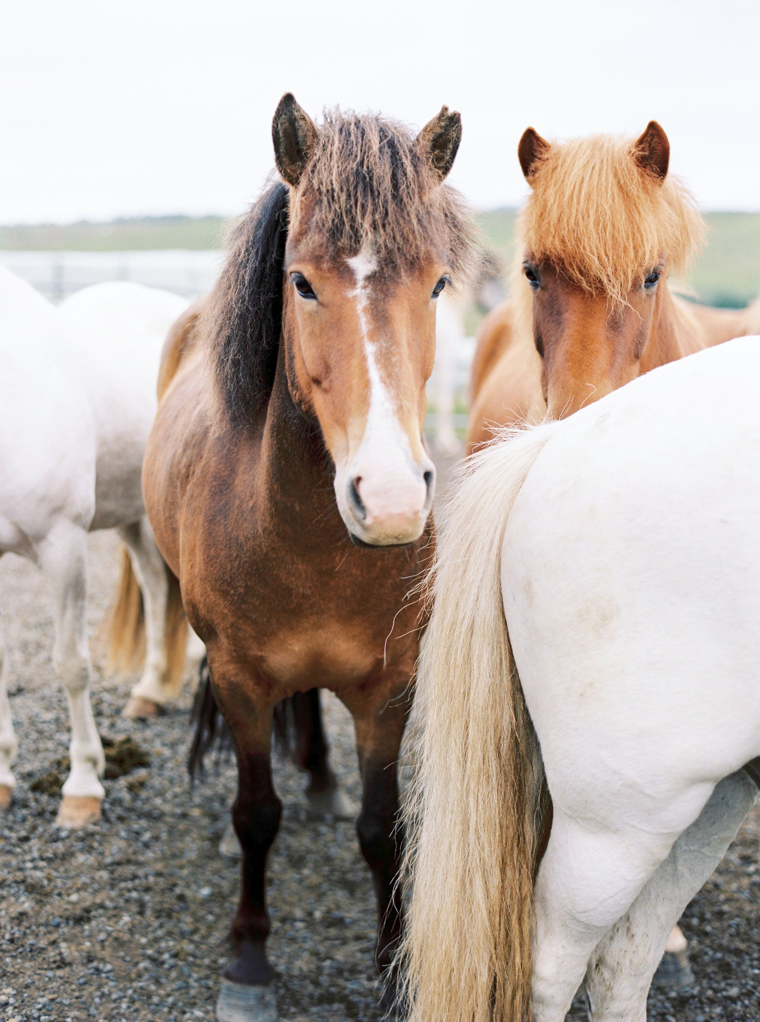 Horses in Iceland by Kristin Sweeting now on Cottage Hill18.jpg