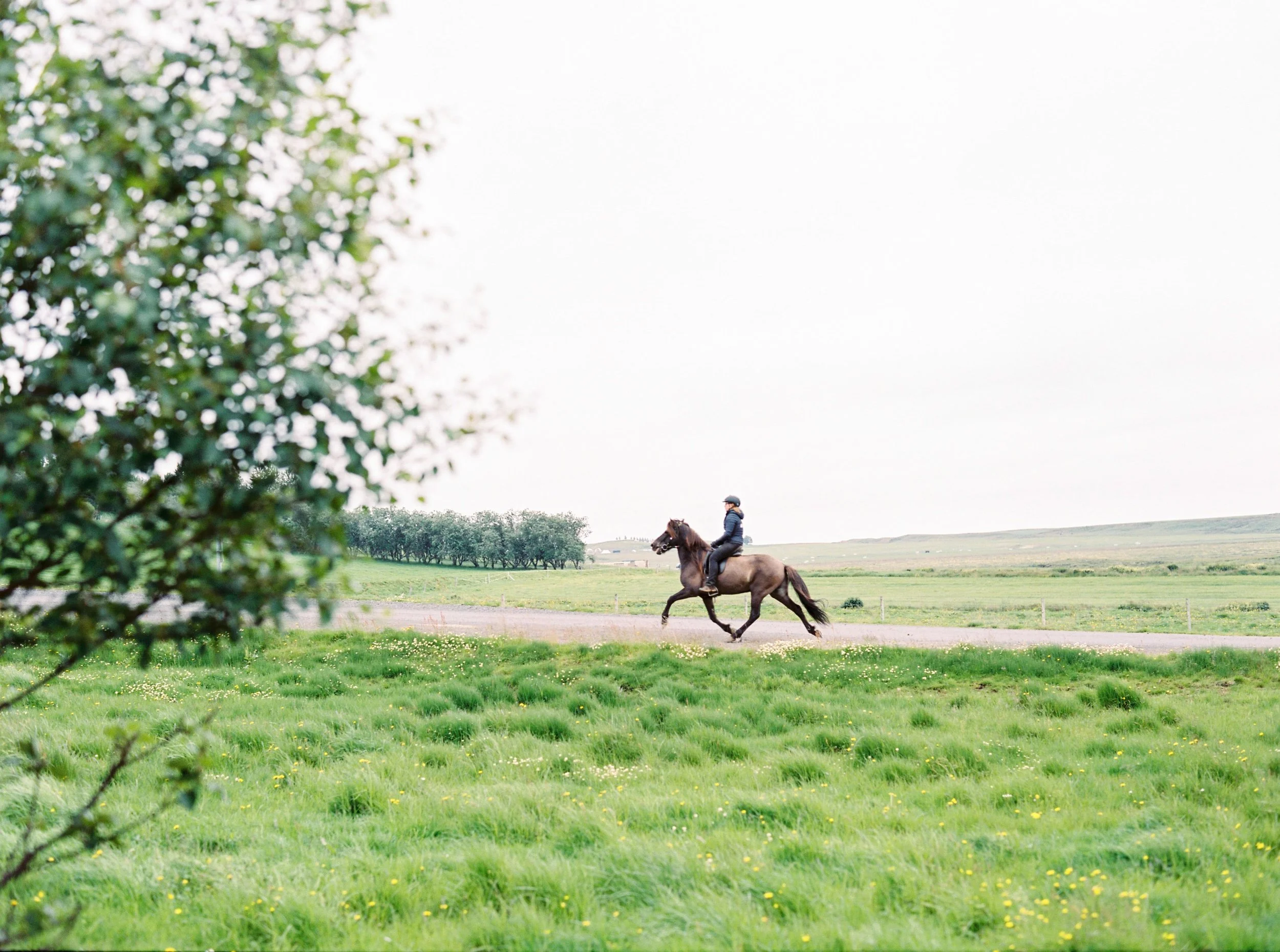 Horses in Iceland by Kristin Sweeting now on Cottage Hill38.jpg