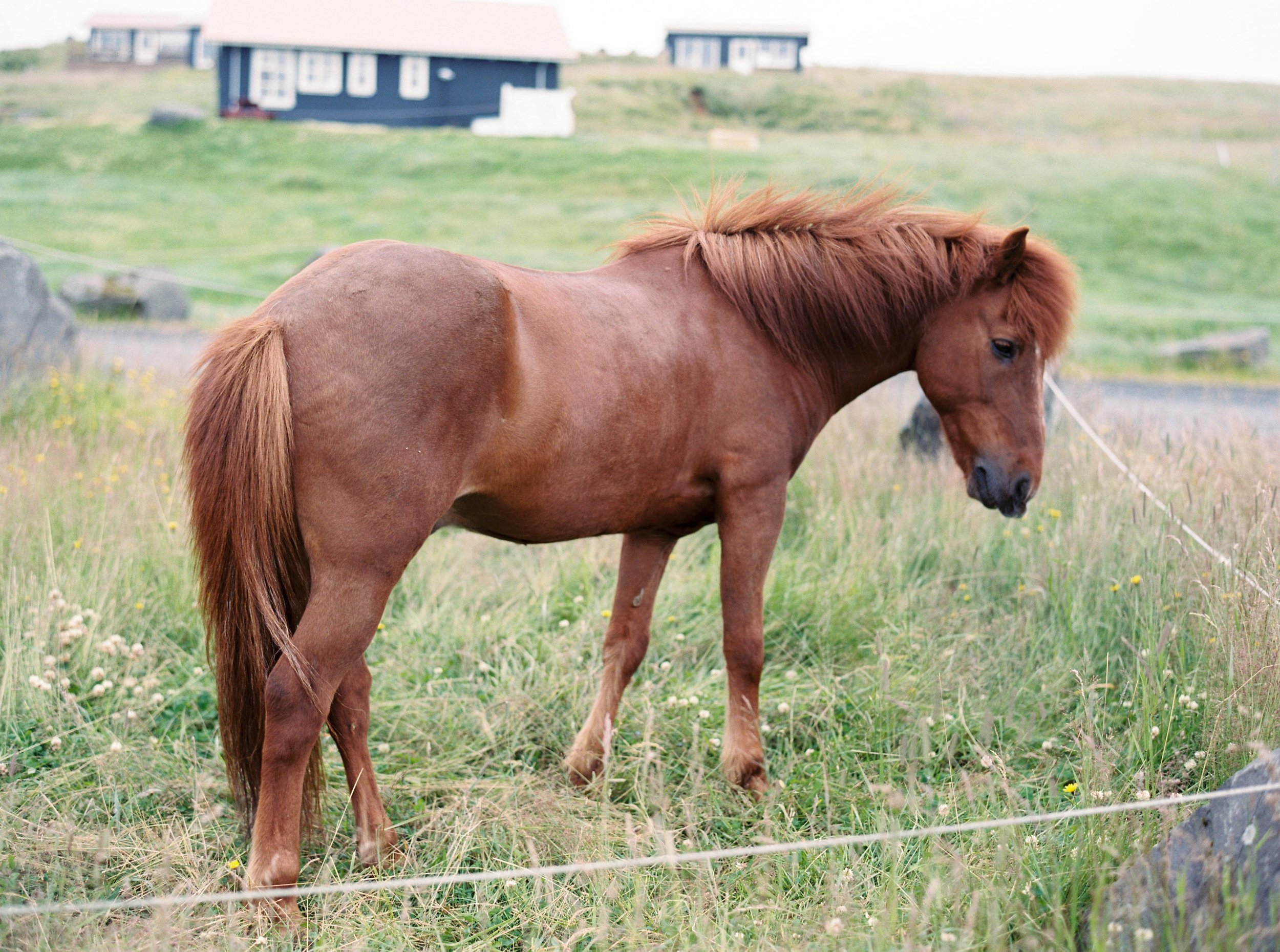 Horses in Iceland by Kristin Sweeting now on Cottage Hill43.jpg