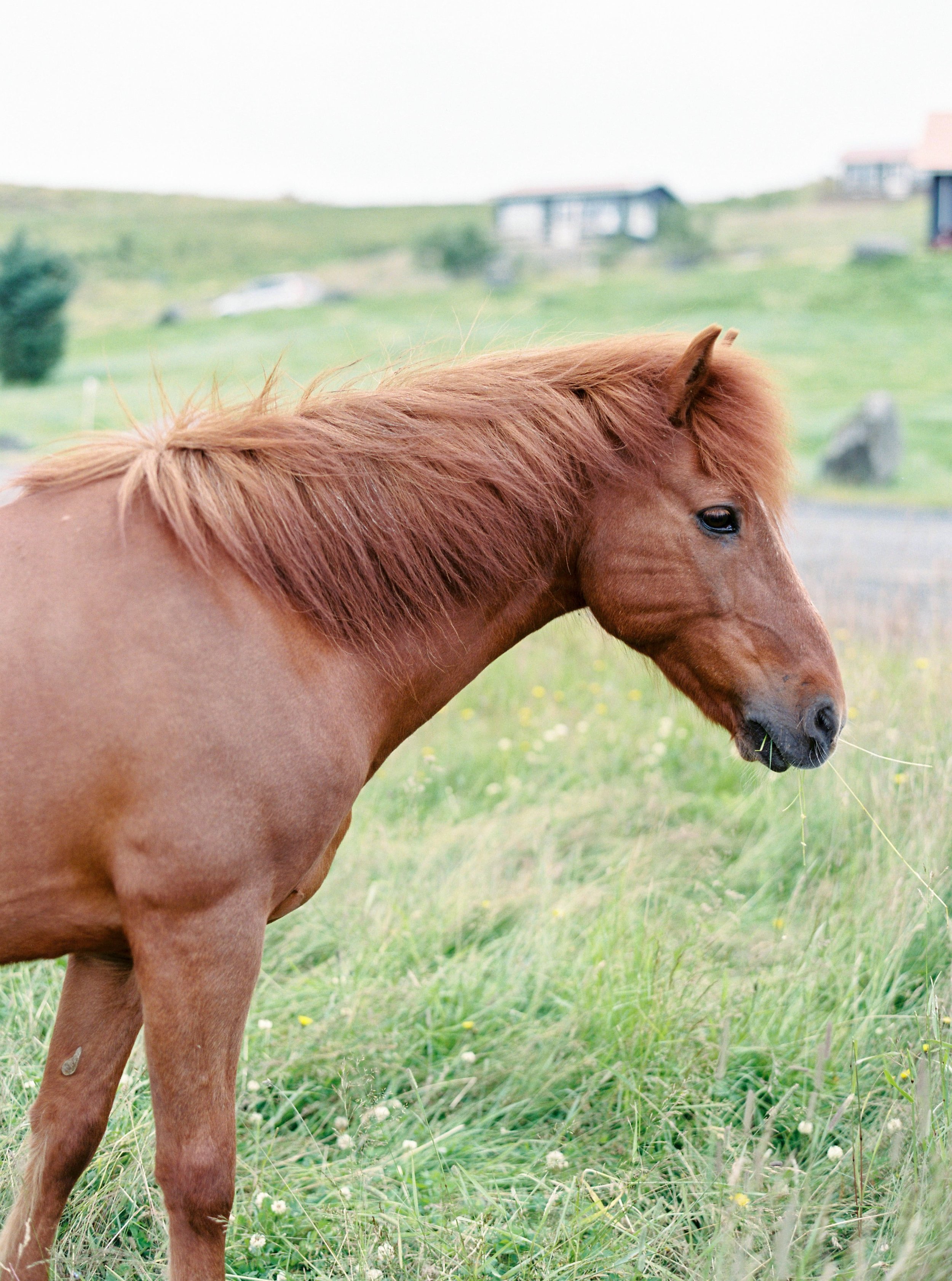 Horses in Iceland by Kristin Sweeting now on Cottage Hill44.jpg