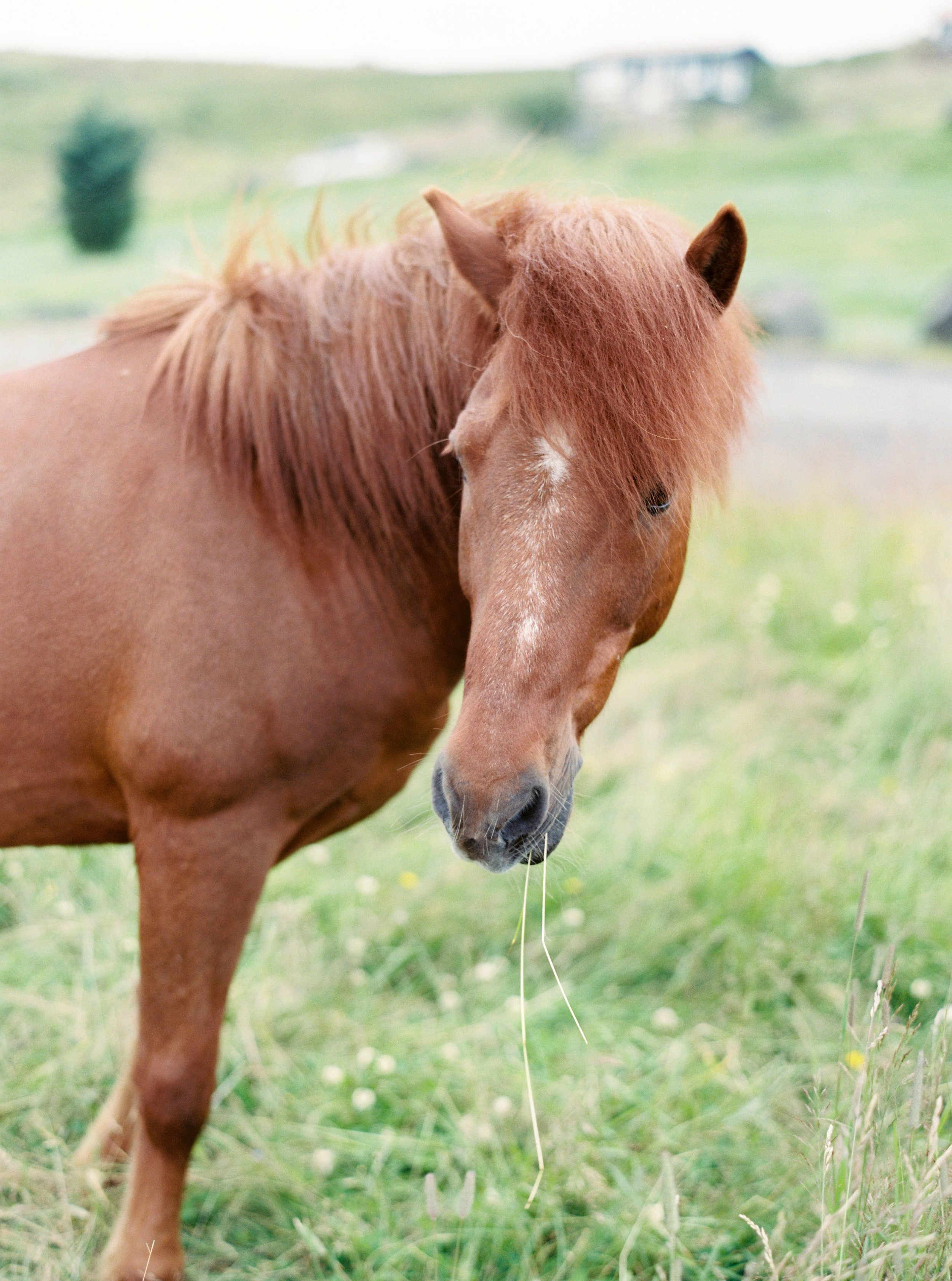 Horses in Iceland by Kristin Sweeting now on Cottage Hill45.jpg