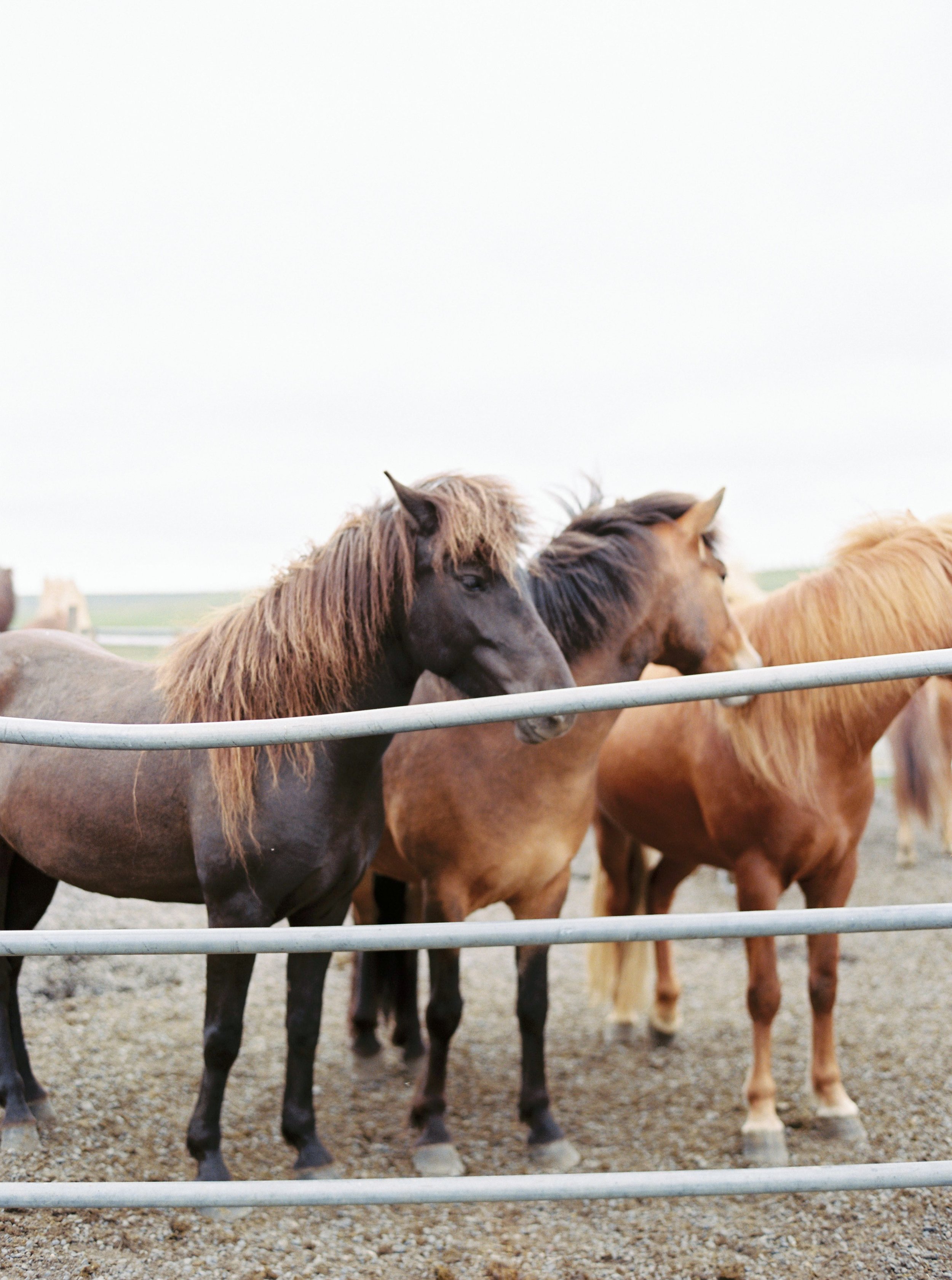 Horses in Iceland by Kristin Sweeting now on Cottage Hill49.jpg