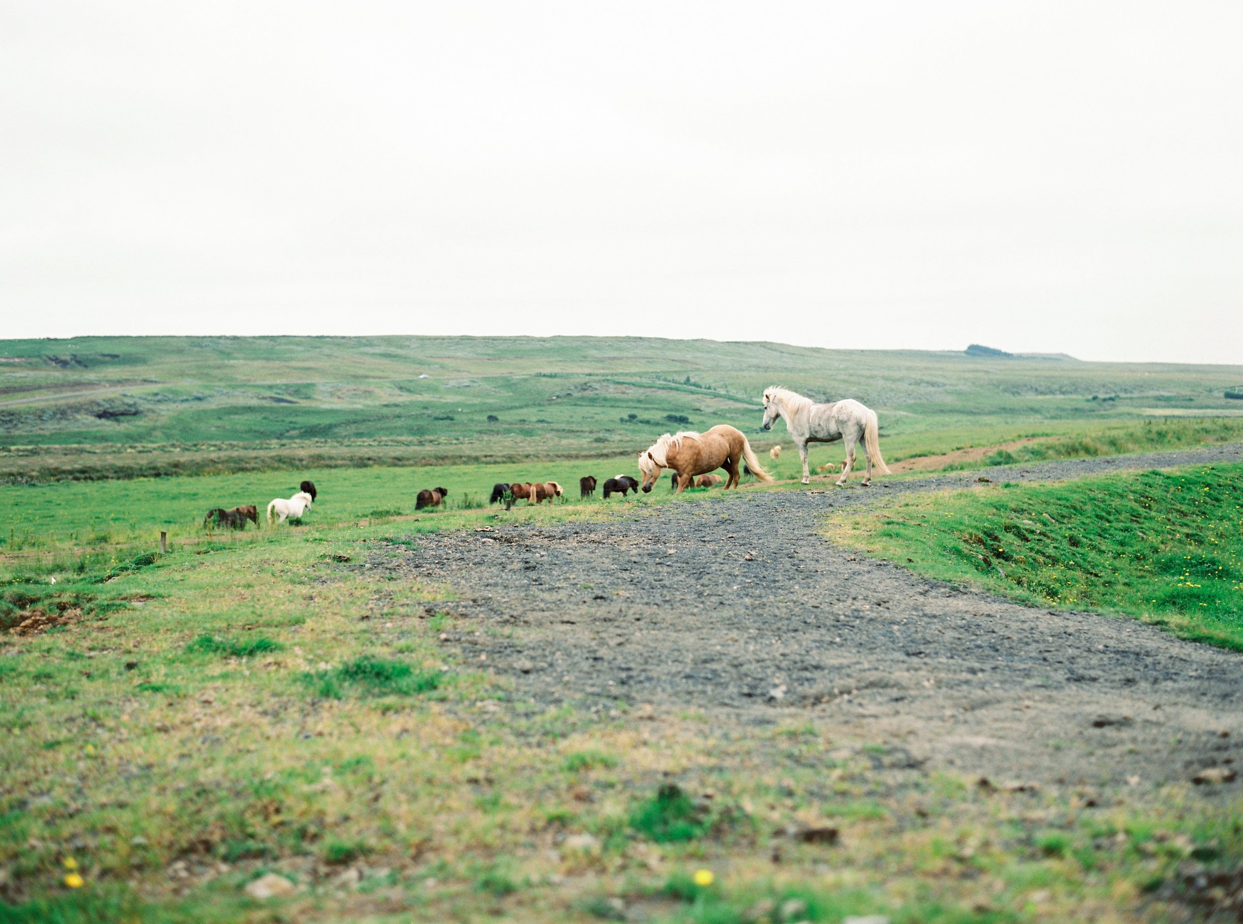 Horses in Iceland by Kristin Sweeting now on Cottage Hill50.jpg