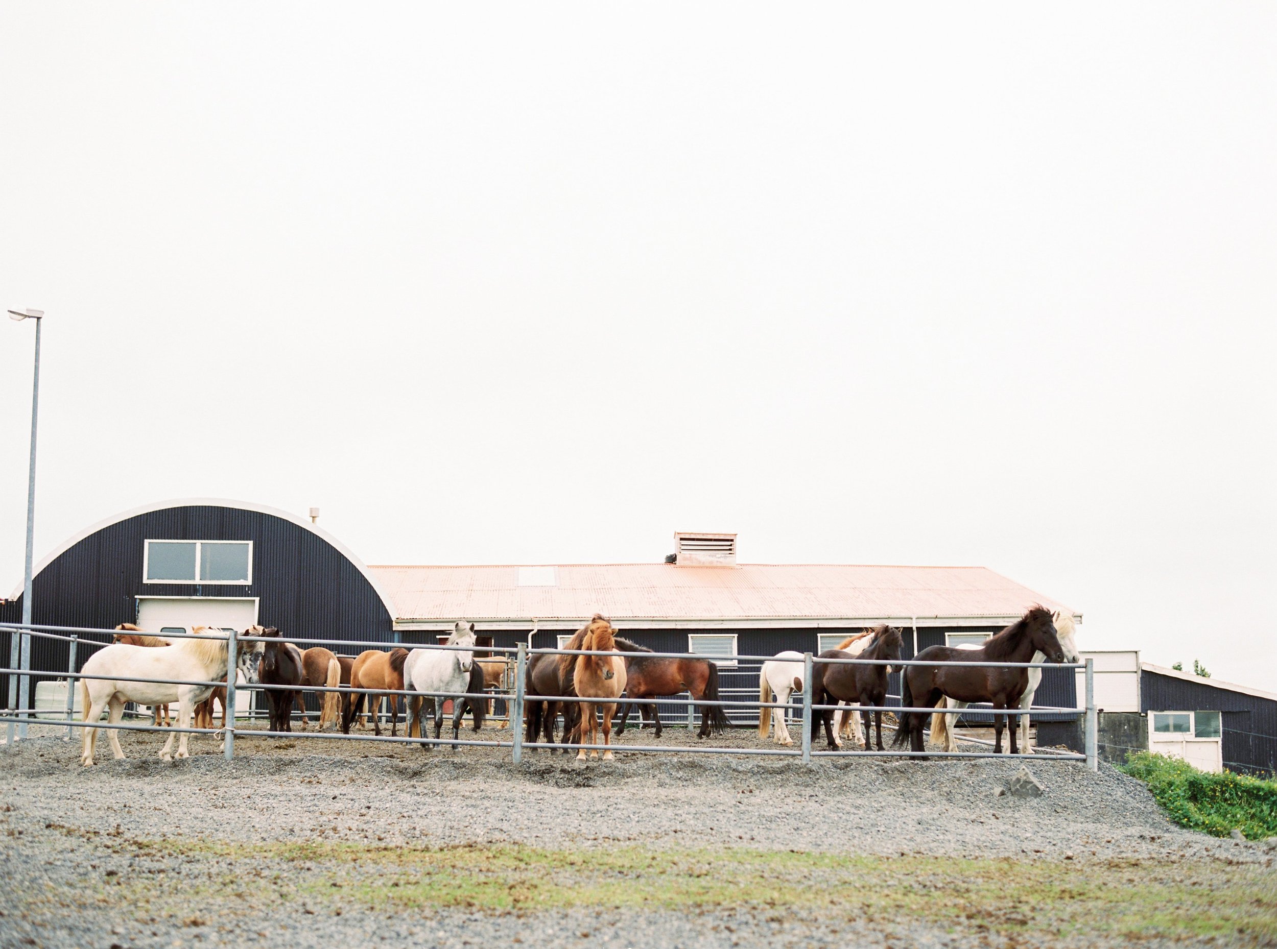 Horses in Iceland by Kristin Sweeting now on Cottage Hill51.jpg