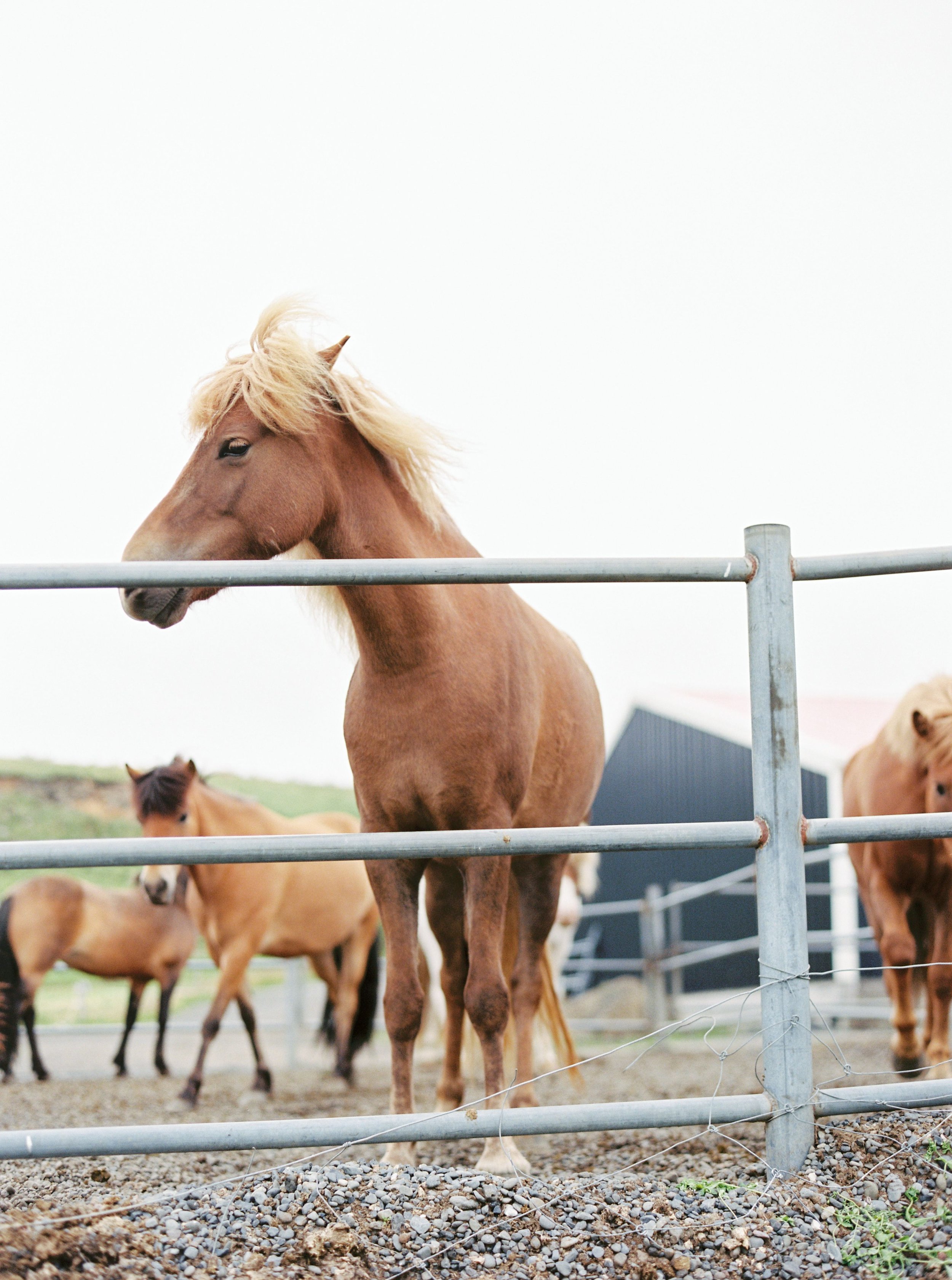 Horses in Iceland by Kristin Sweeting now on Cottage Hill59.jpg