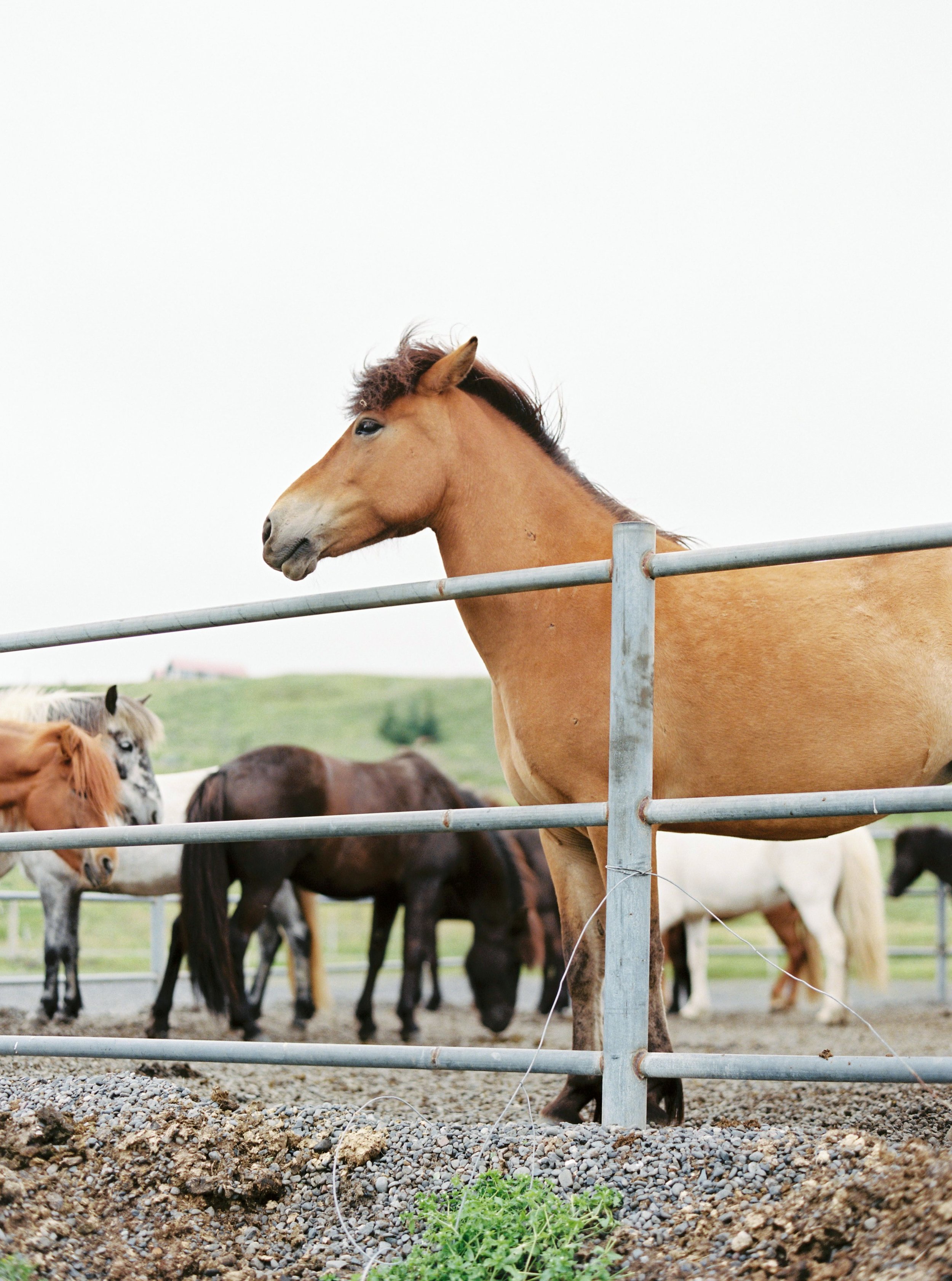 Horses in Iceland by Kristin Sweeting now on Cottage Hill60.jpg