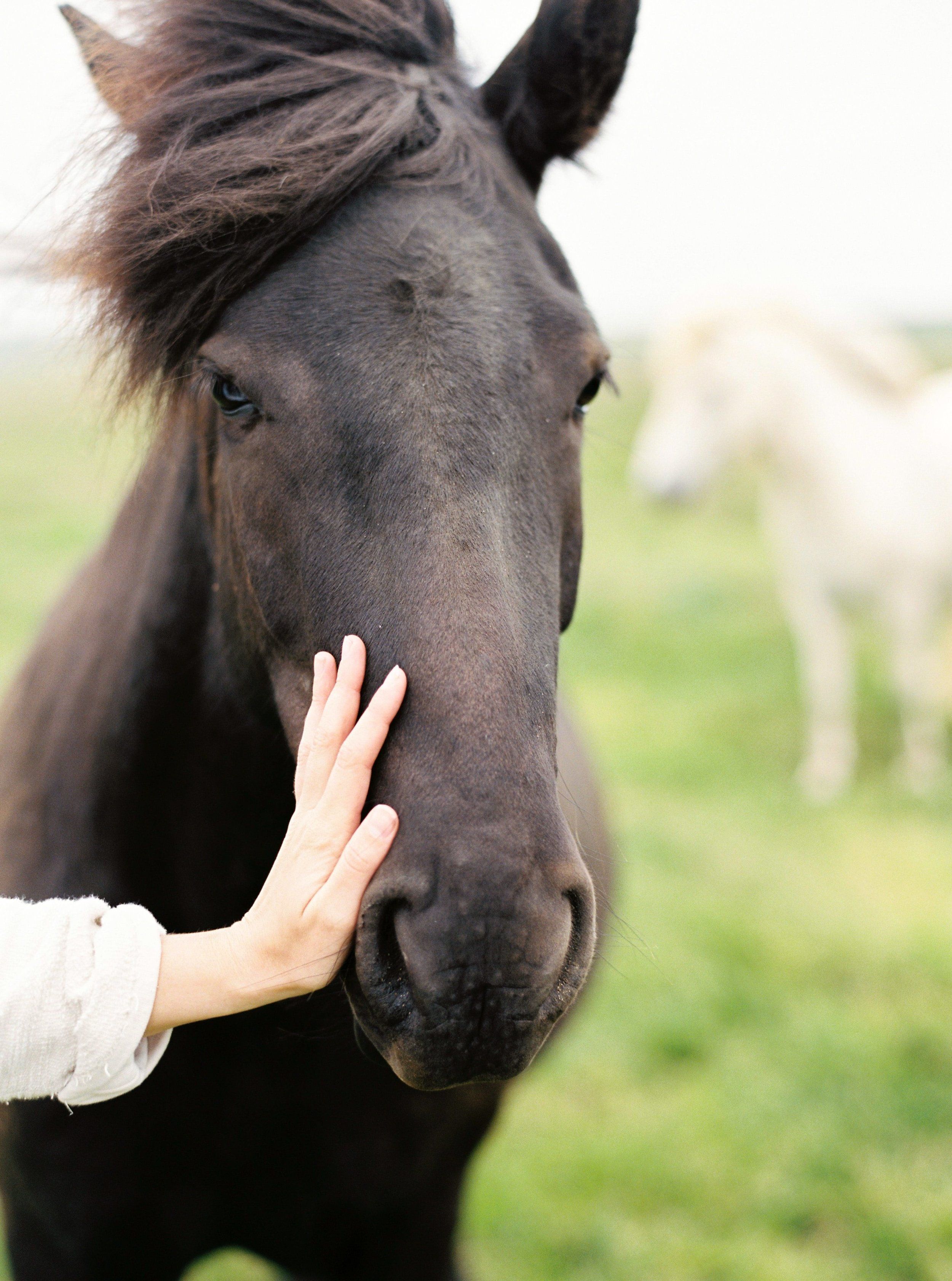 Horses in Iceland by Kristin Sweeting now on Cottage Hill63.jpg