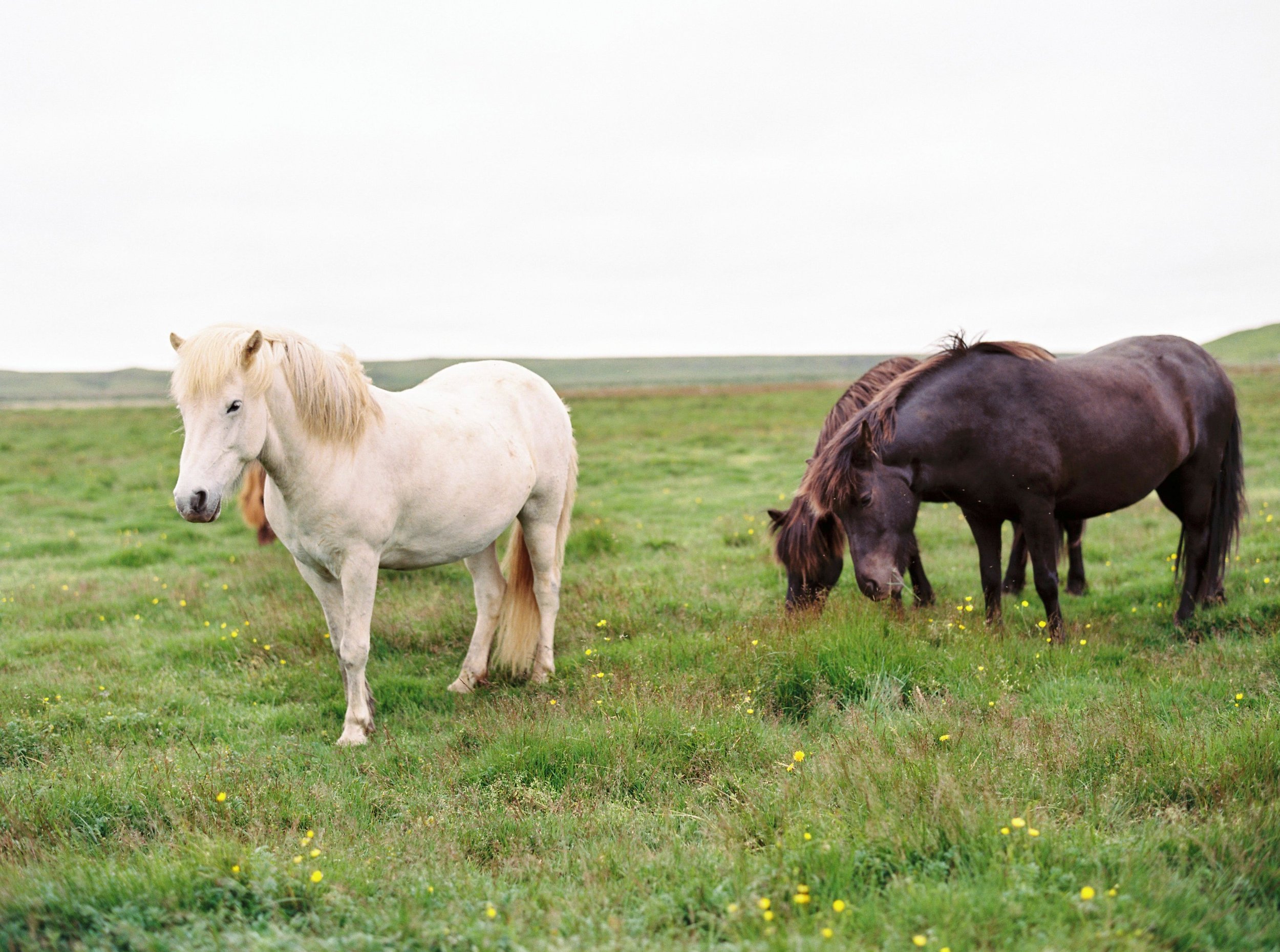 Horses in Iceland by Kristin Sweeting now on Cottage Hill65.jpg