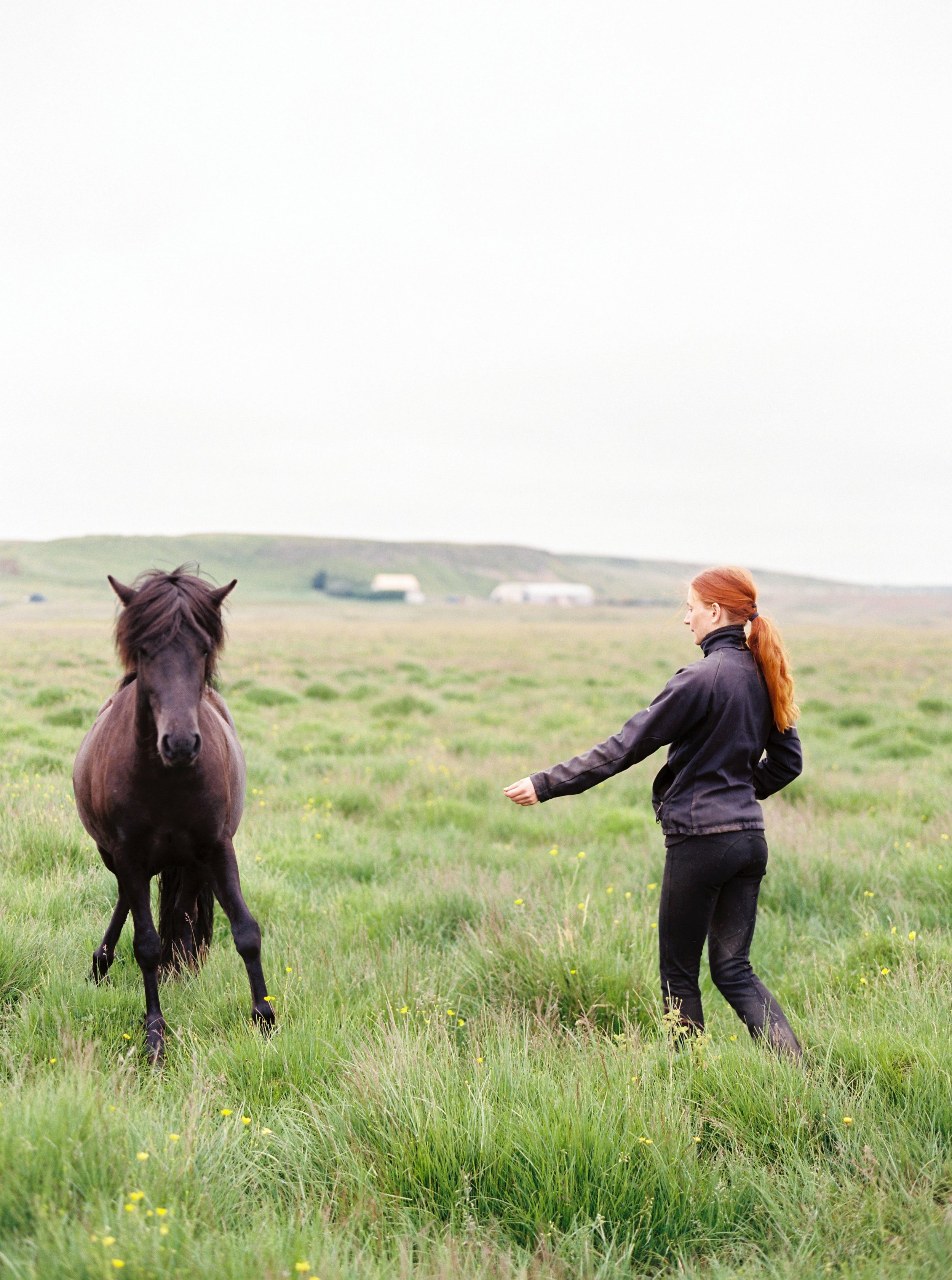 Horses in Iceland by Kristin Sweeting now on Cottage Hill67.jpg