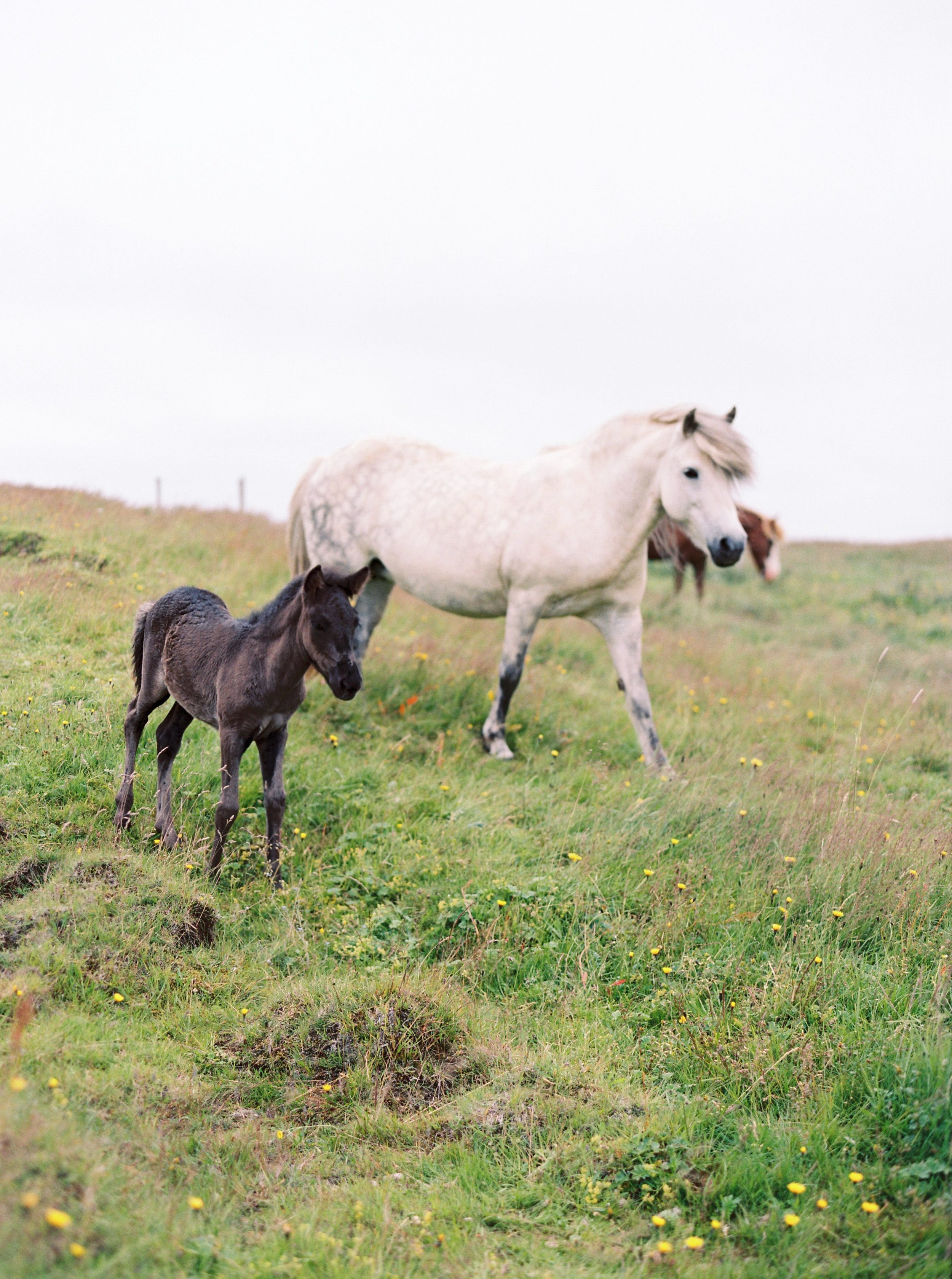 Horses in Iceland by Kristin Sweeting now on Cottage Hill69.jpg