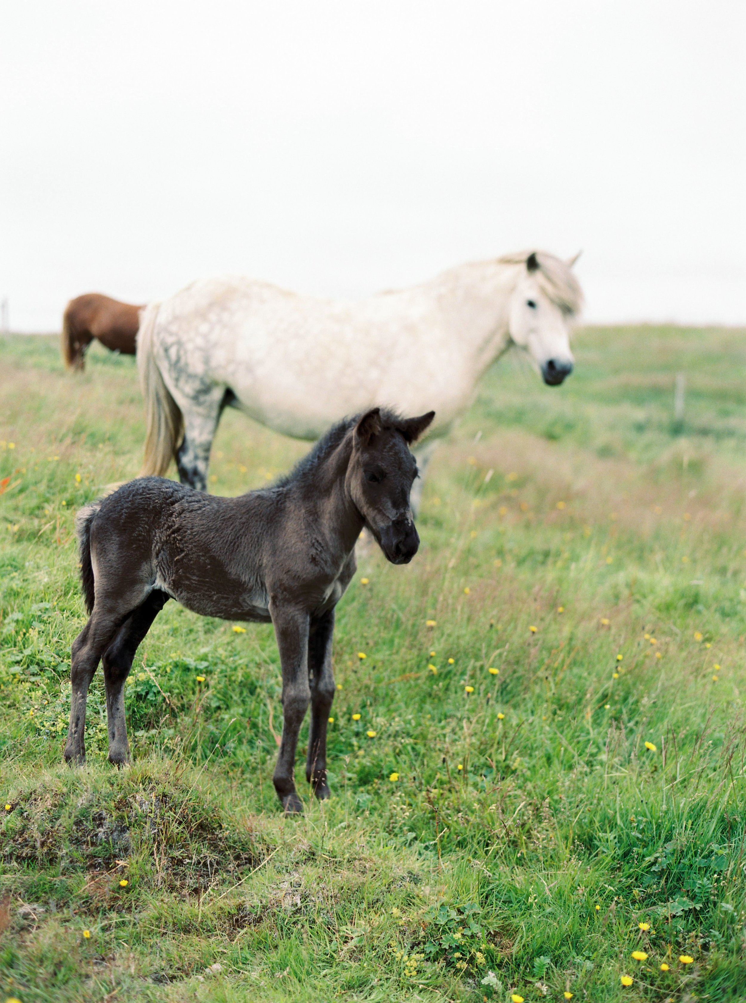 Horses in Iceland by Kristin Sweeting now on Cottage Hill70.jpg