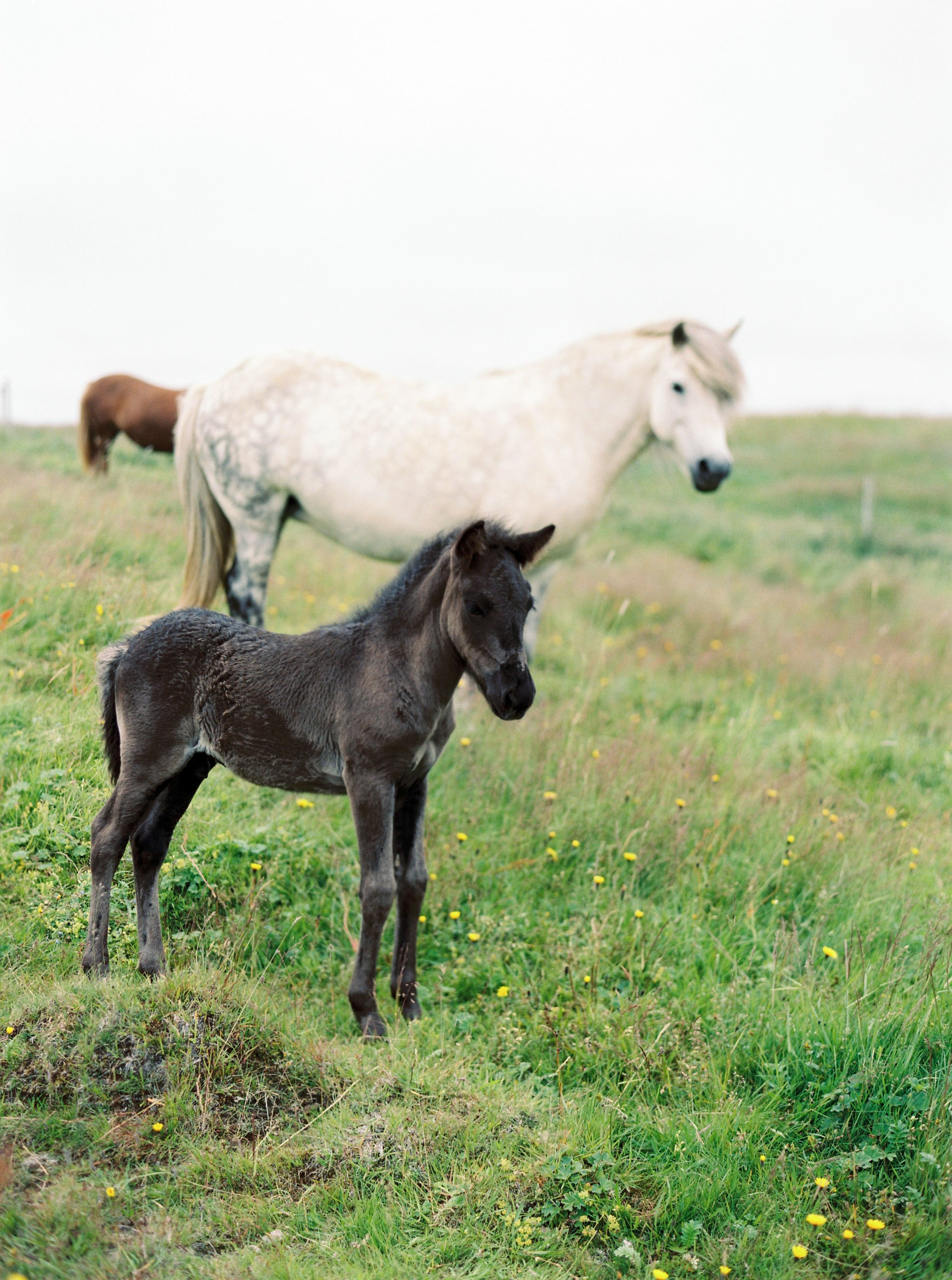 Horses in Iceland by Kristin Sweeting now on Cottage Hill70.jpg