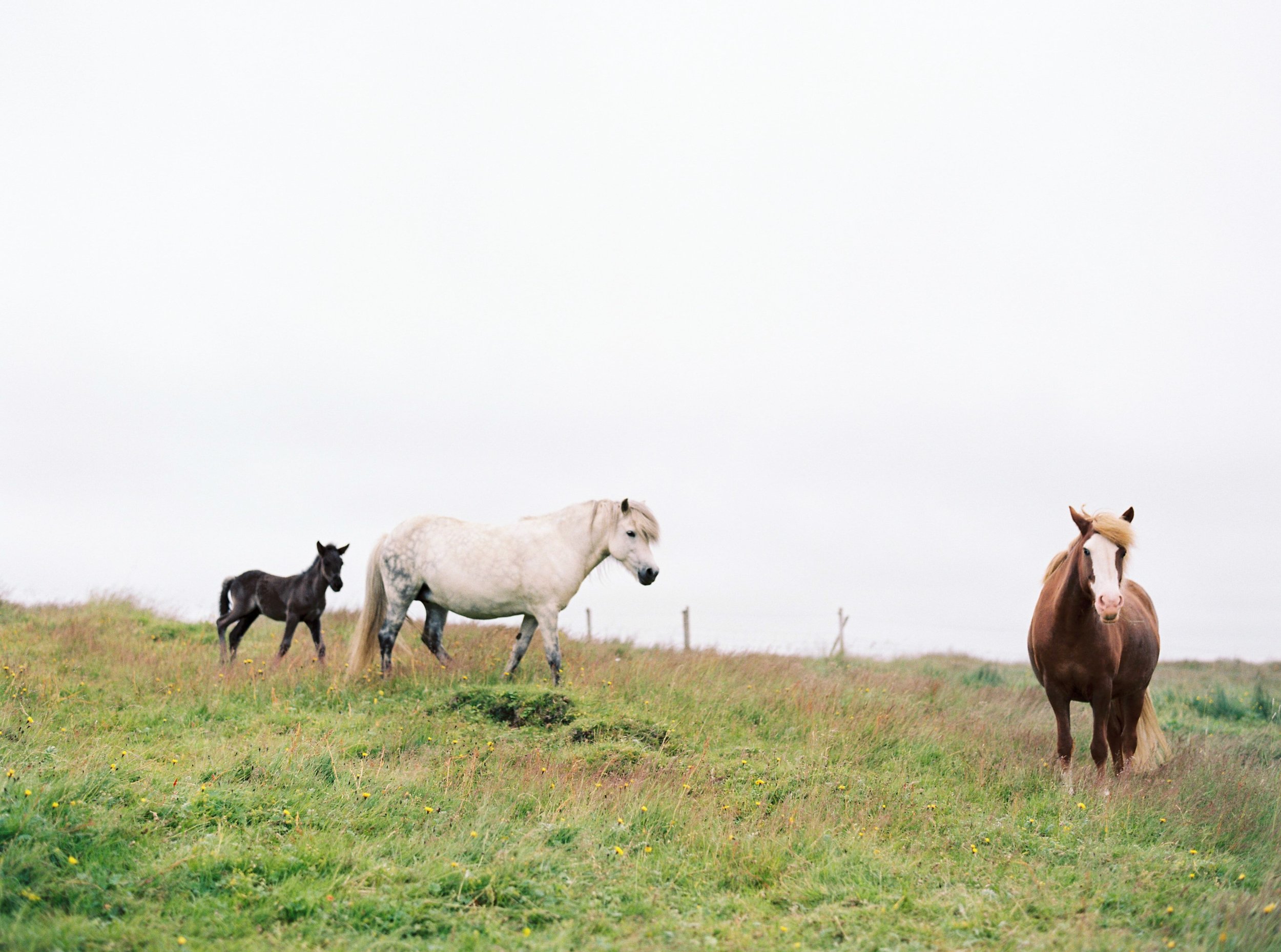 Horses in Iceland by Kristin Sweeting now on Cottage Hill72.jpg