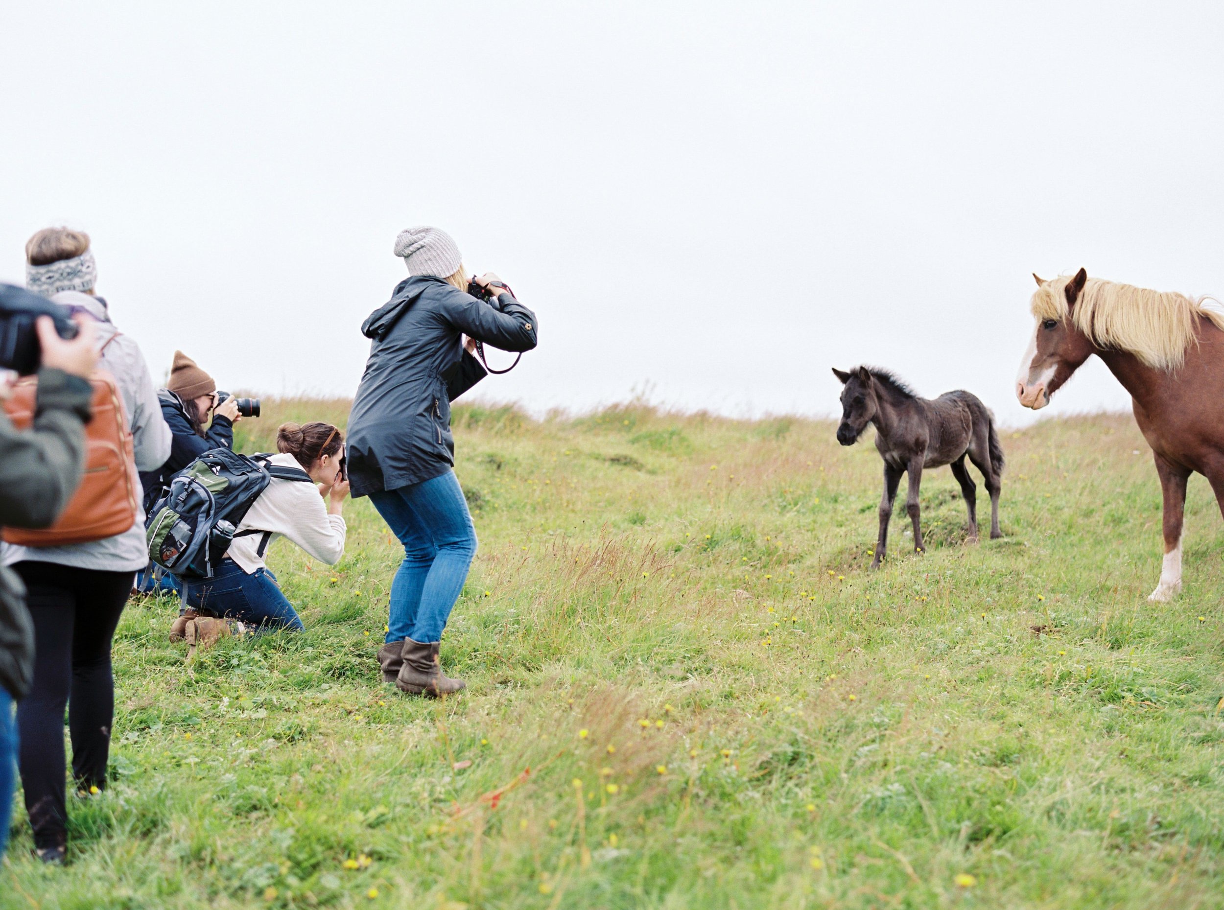 Horses in Iceland by Kristin Sweeting now on Cottage Hill73.jpg
