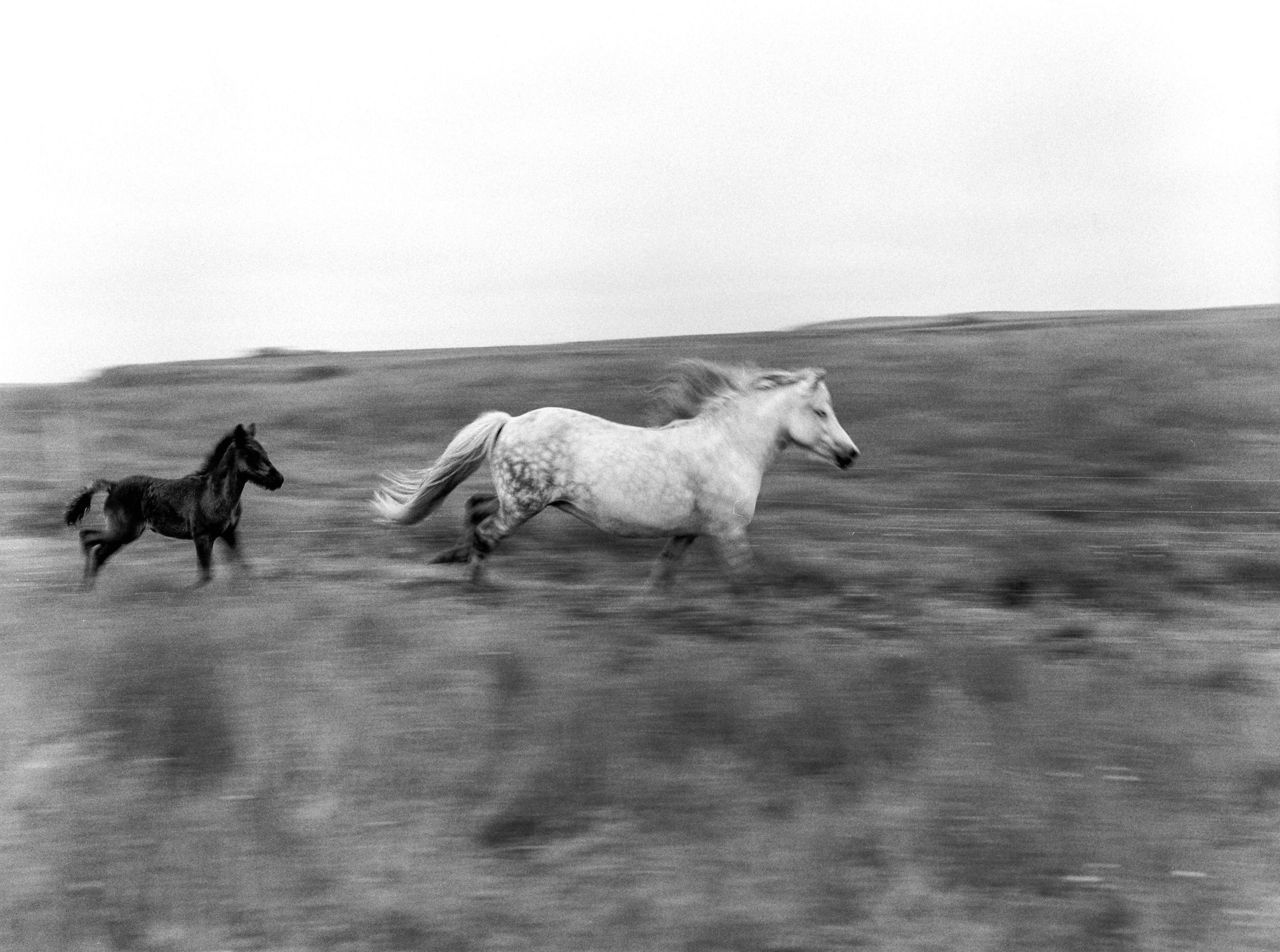 Horses in Iceland by Kristin Sweeting now on Cottage Hill74.jpg