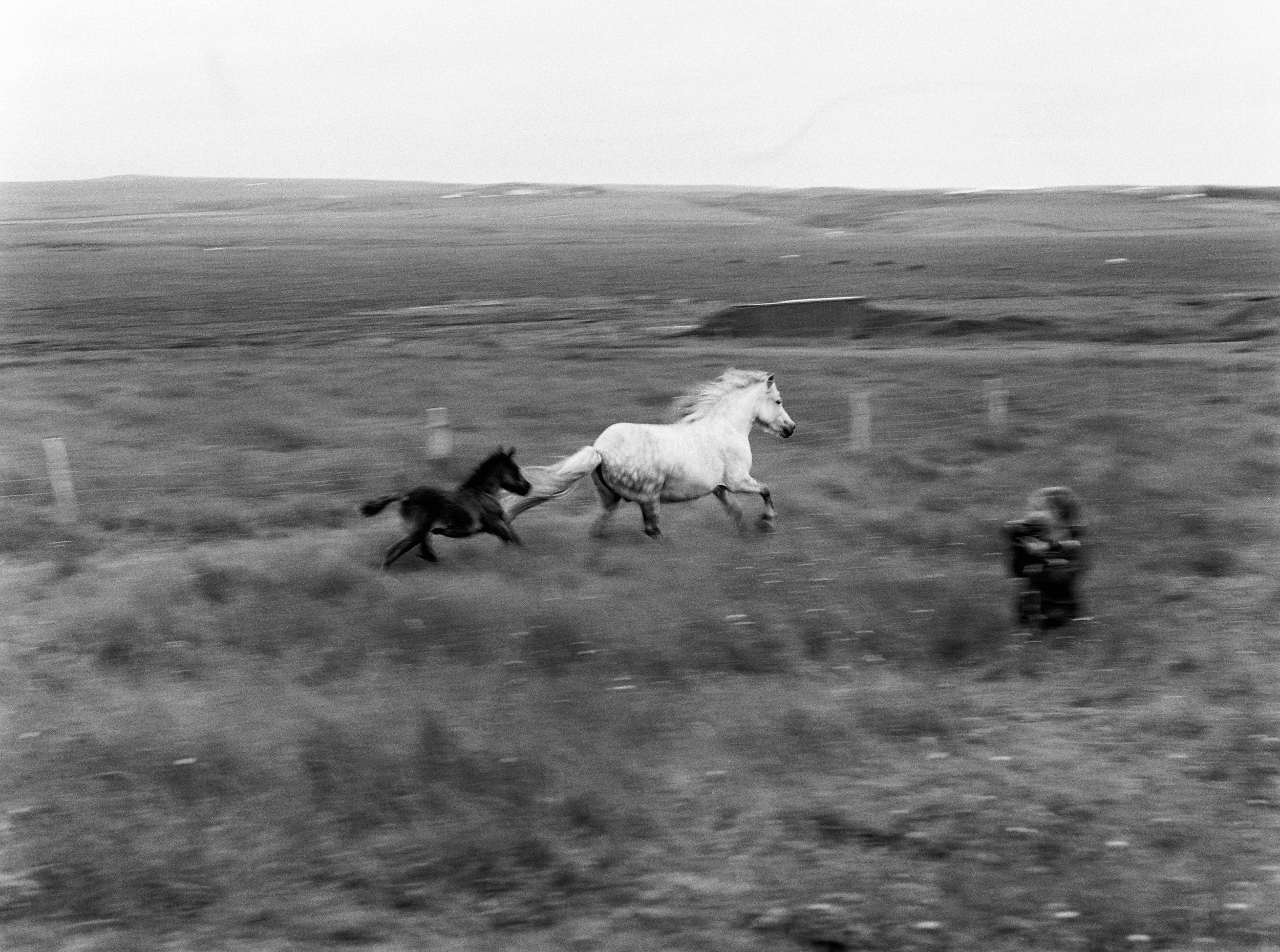 Horses in Iceland by Kristin Sweeting now on Cottage Hill75.jpg