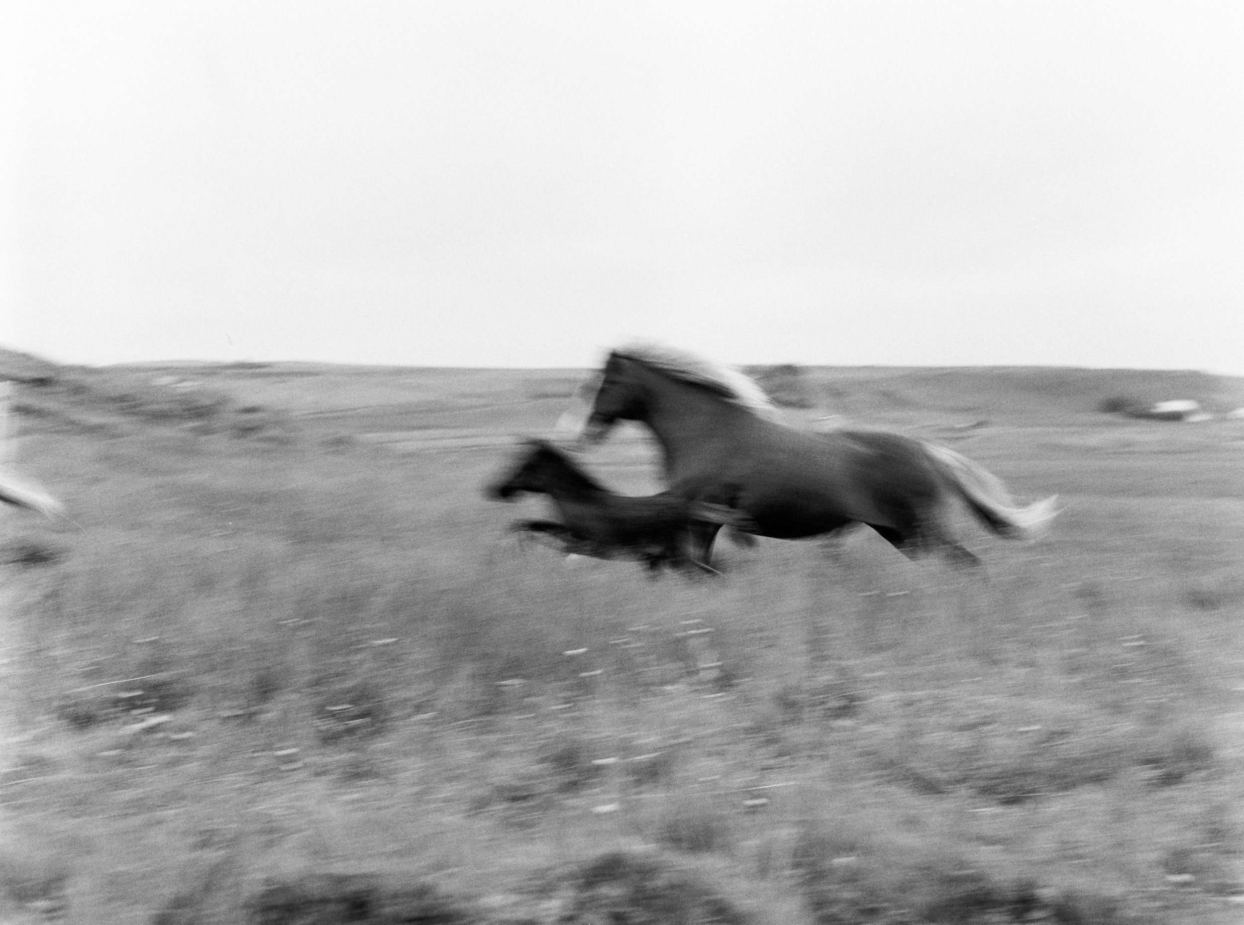 Horses in Iceland by Kristin Sweeting now on Cottage Hill76.jpg