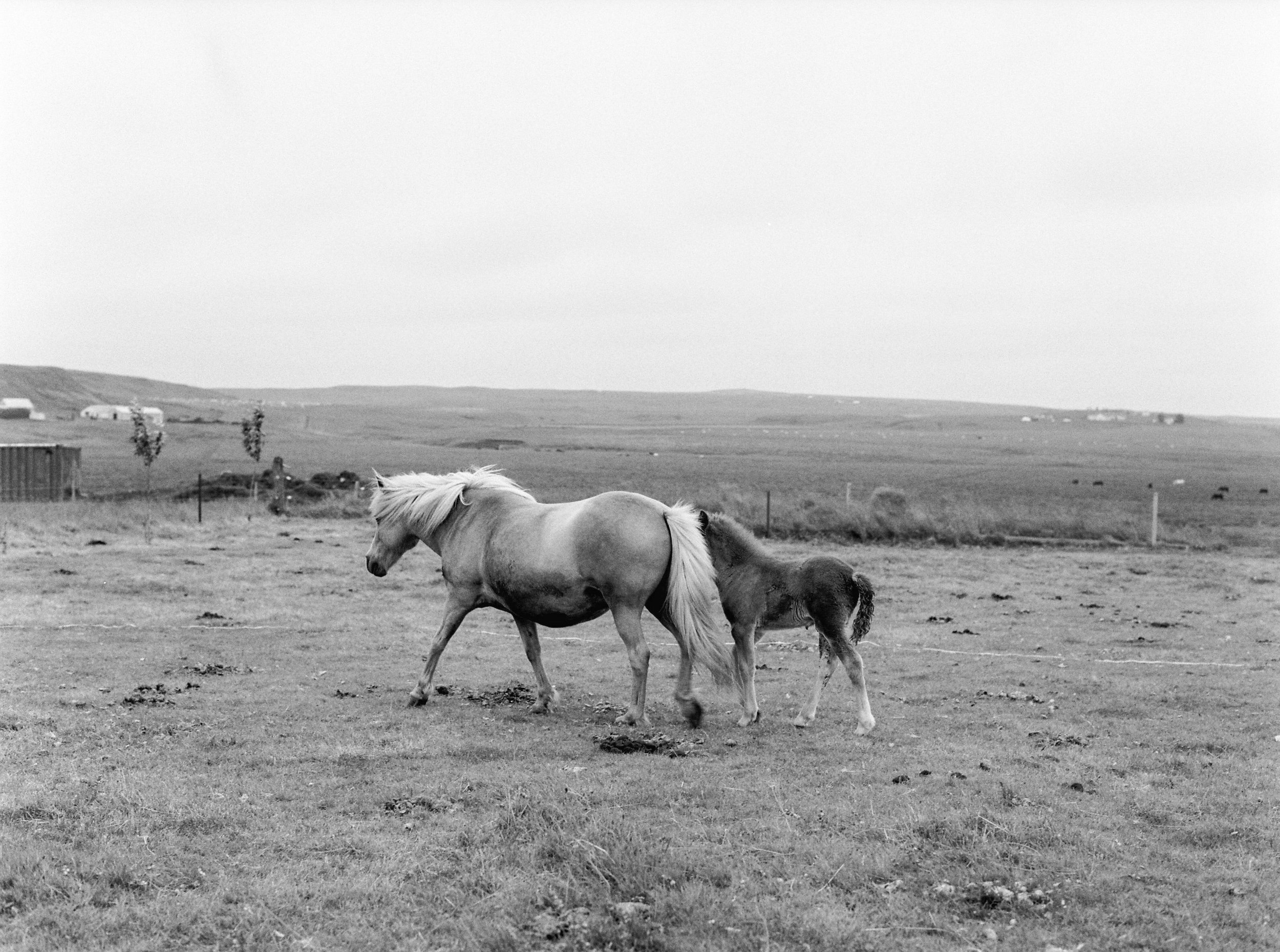 Horses in Iceland by Kristin Sweeting now on Cottage Hill77.jpg