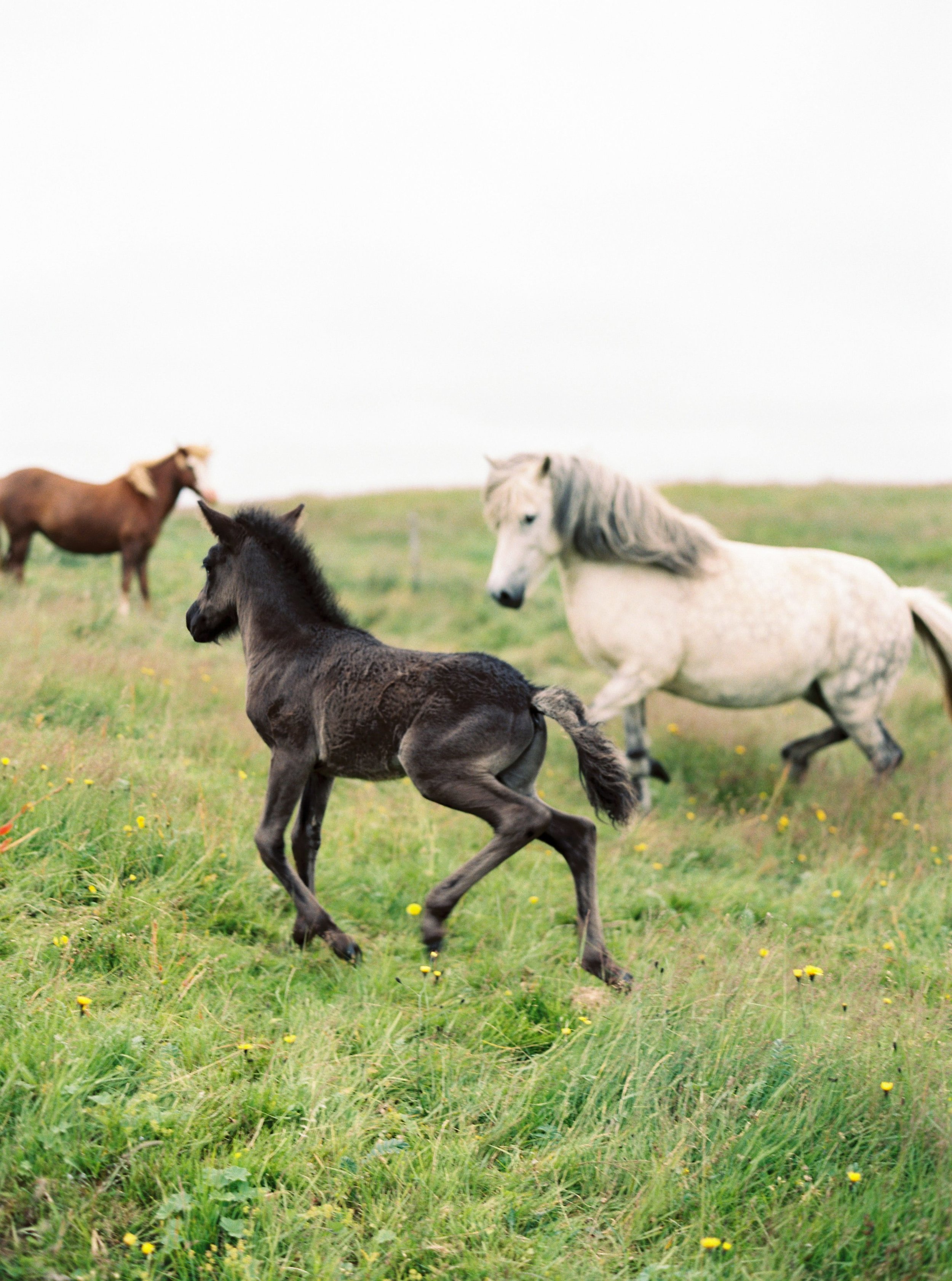 Horses in Iceland by Kristin Sweeting now on Cottage Hill80.jpg