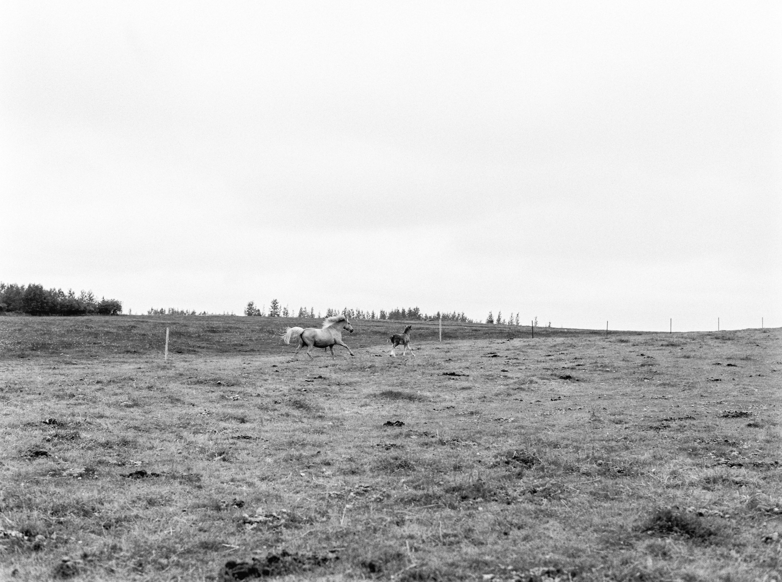 Horses in Iceland by Kristin Sweeting now on Cottage Hill79.jpg