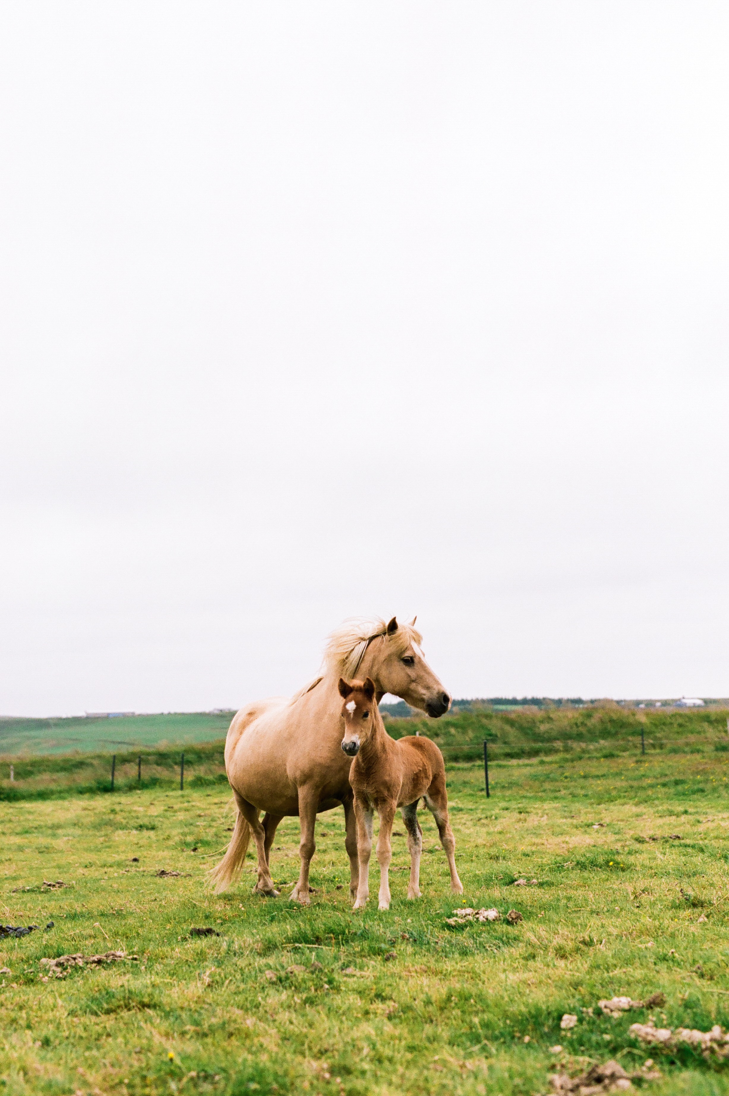 Horses in Iceland by Amilia James now on Cottage Hill3.jpg
