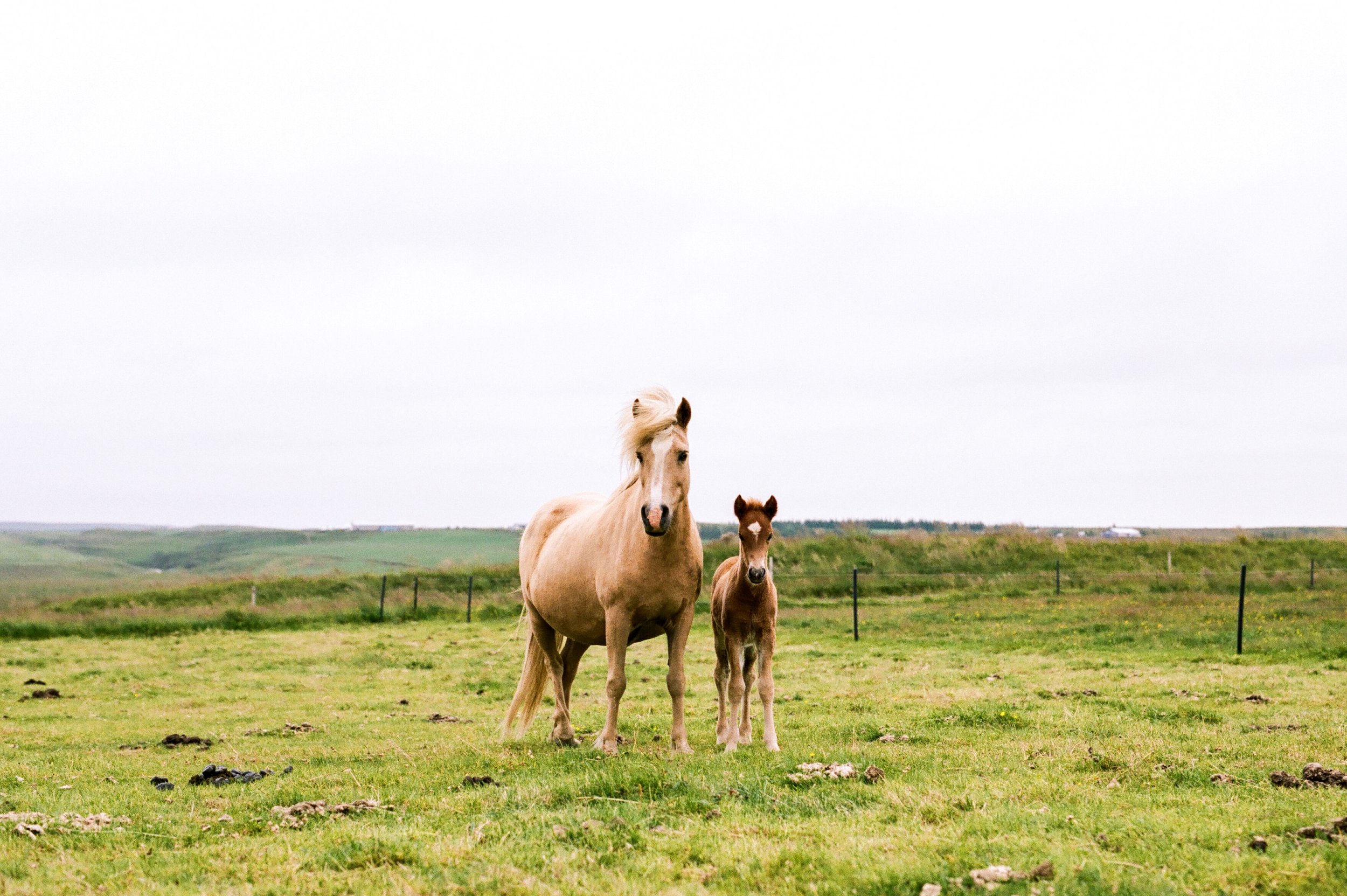 Horses in Iceland by Amilia James now on Cottage Hill5.jpg