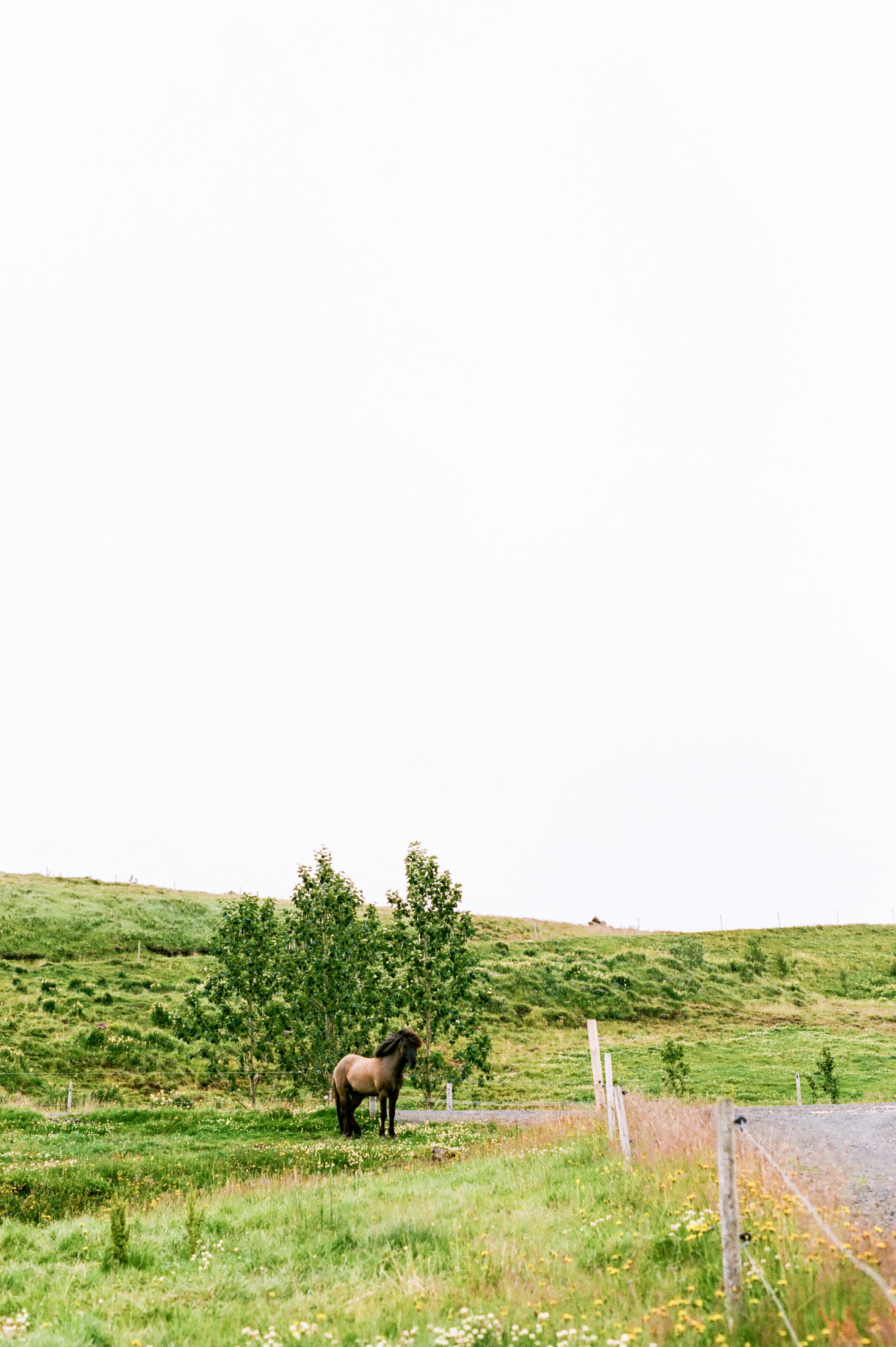 Horses in Iceland by Amilia James now on Cottage Hill6.jpg