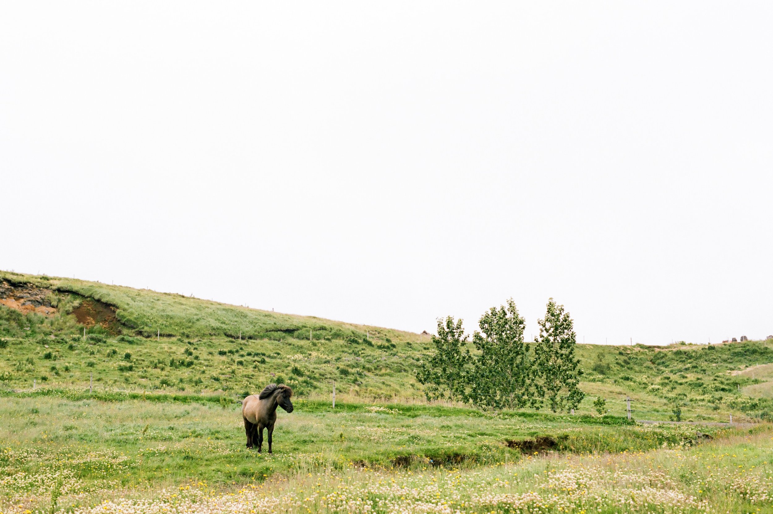 Horses in Iceland by Amilia James now on Cottage Hill7.jpg