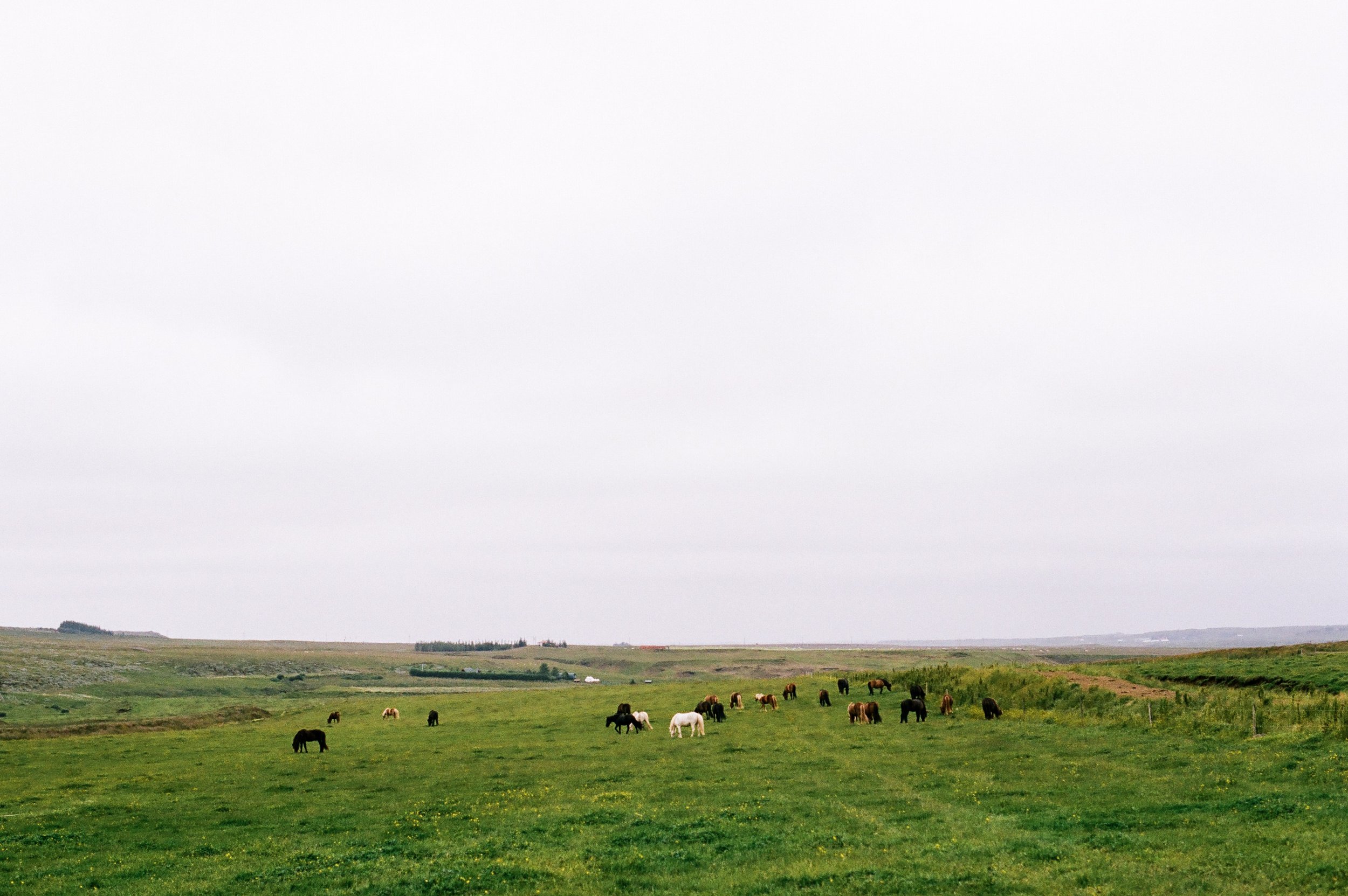 Horses in Iceland by Amilia James now on Cottage Hill8.jpg